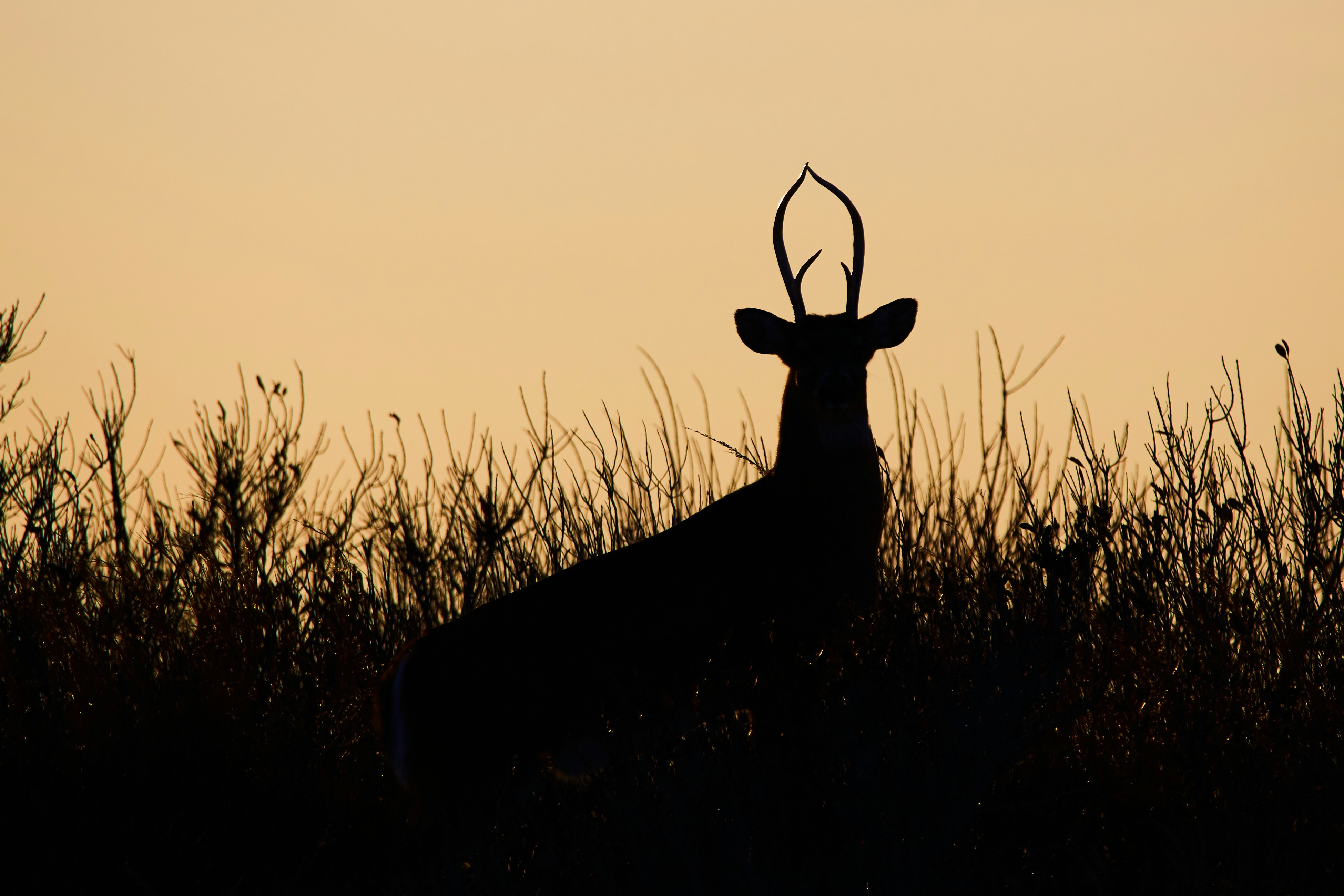Buck Deer Silhouette at Sunset