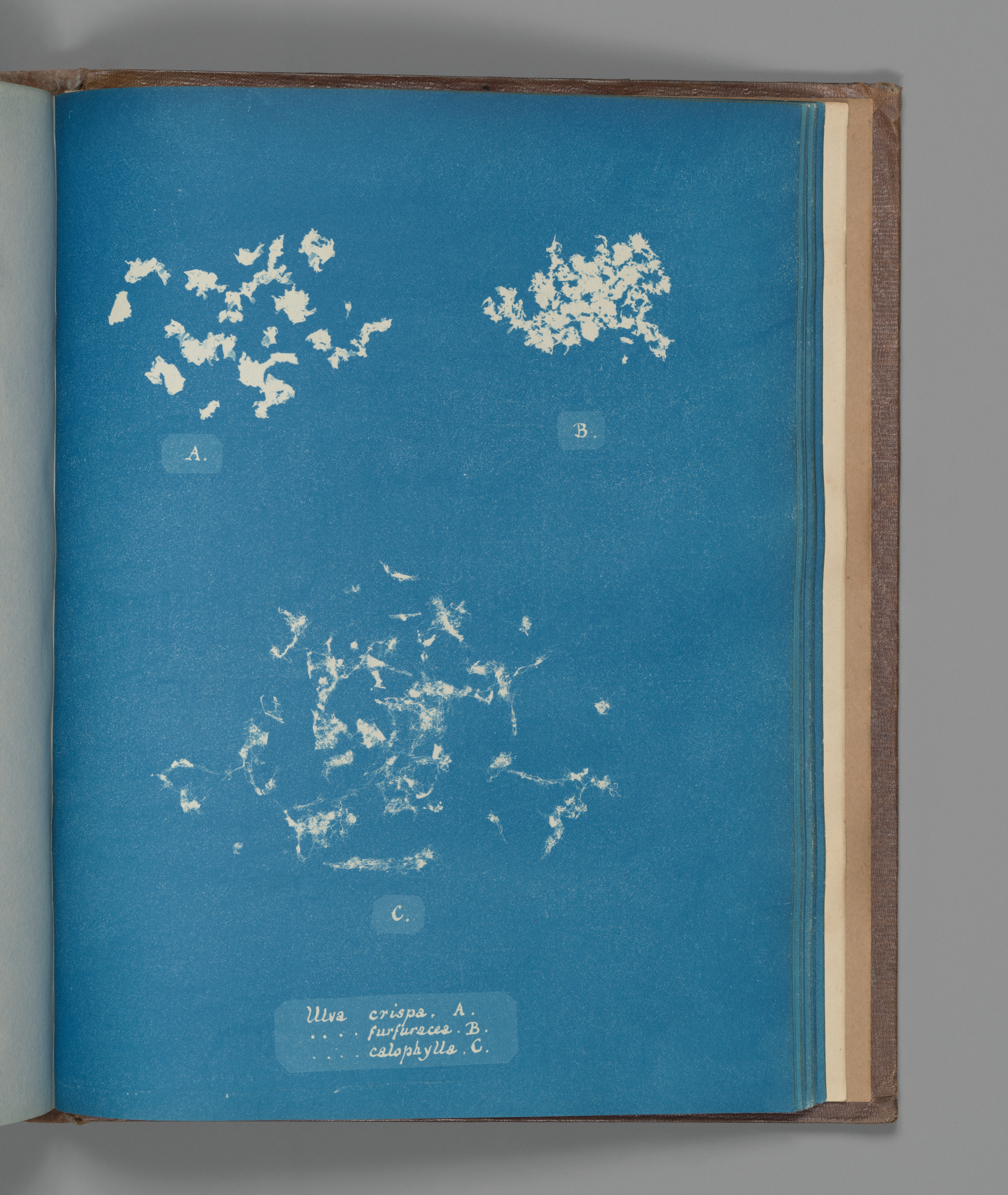 Cyanotype of Three Ulva Algae Specimens