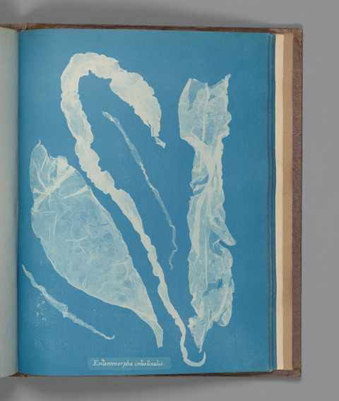 Cyanotype of Enteromorpha intestinalis Algae
