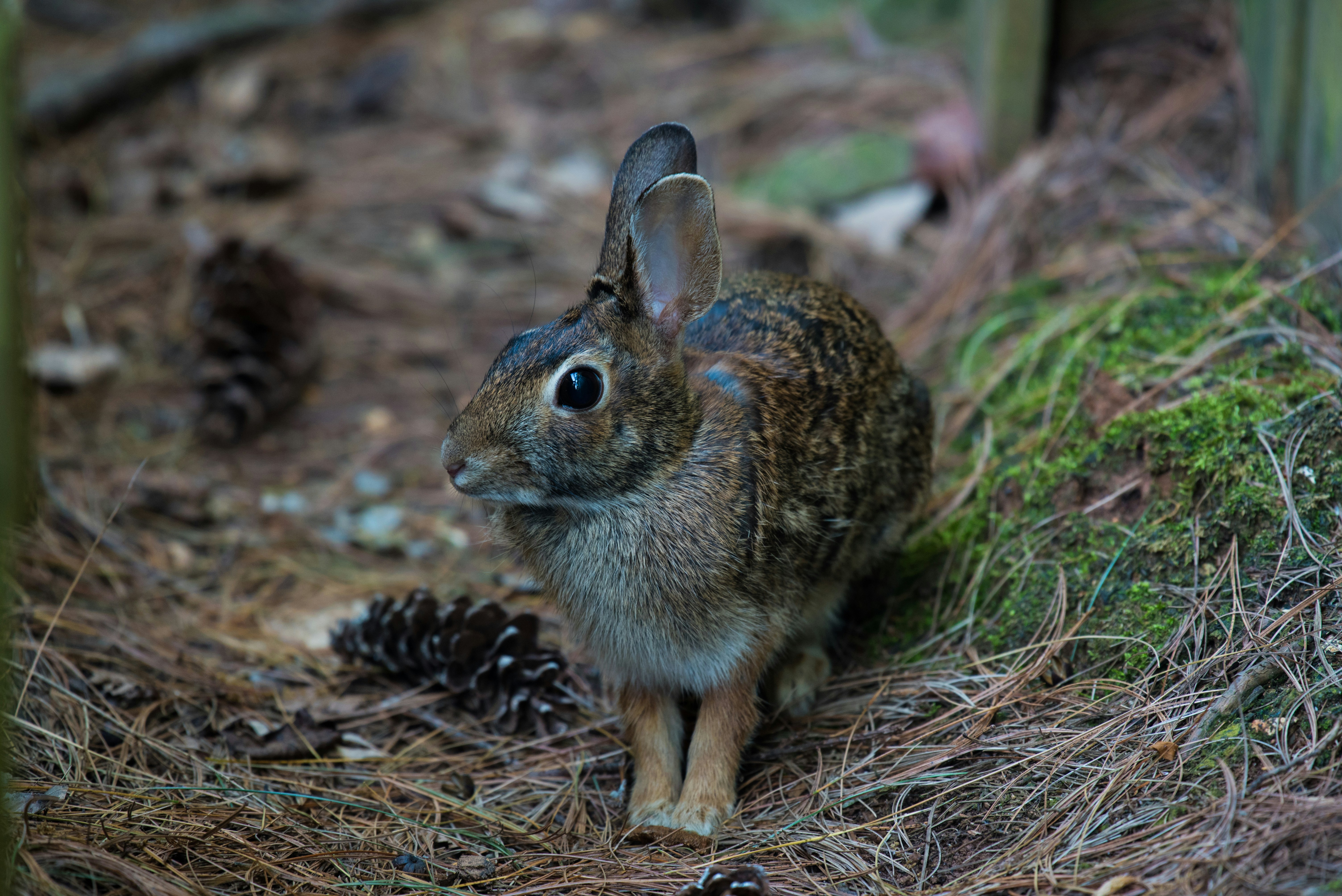 Wild Rabbit on Forest Floor