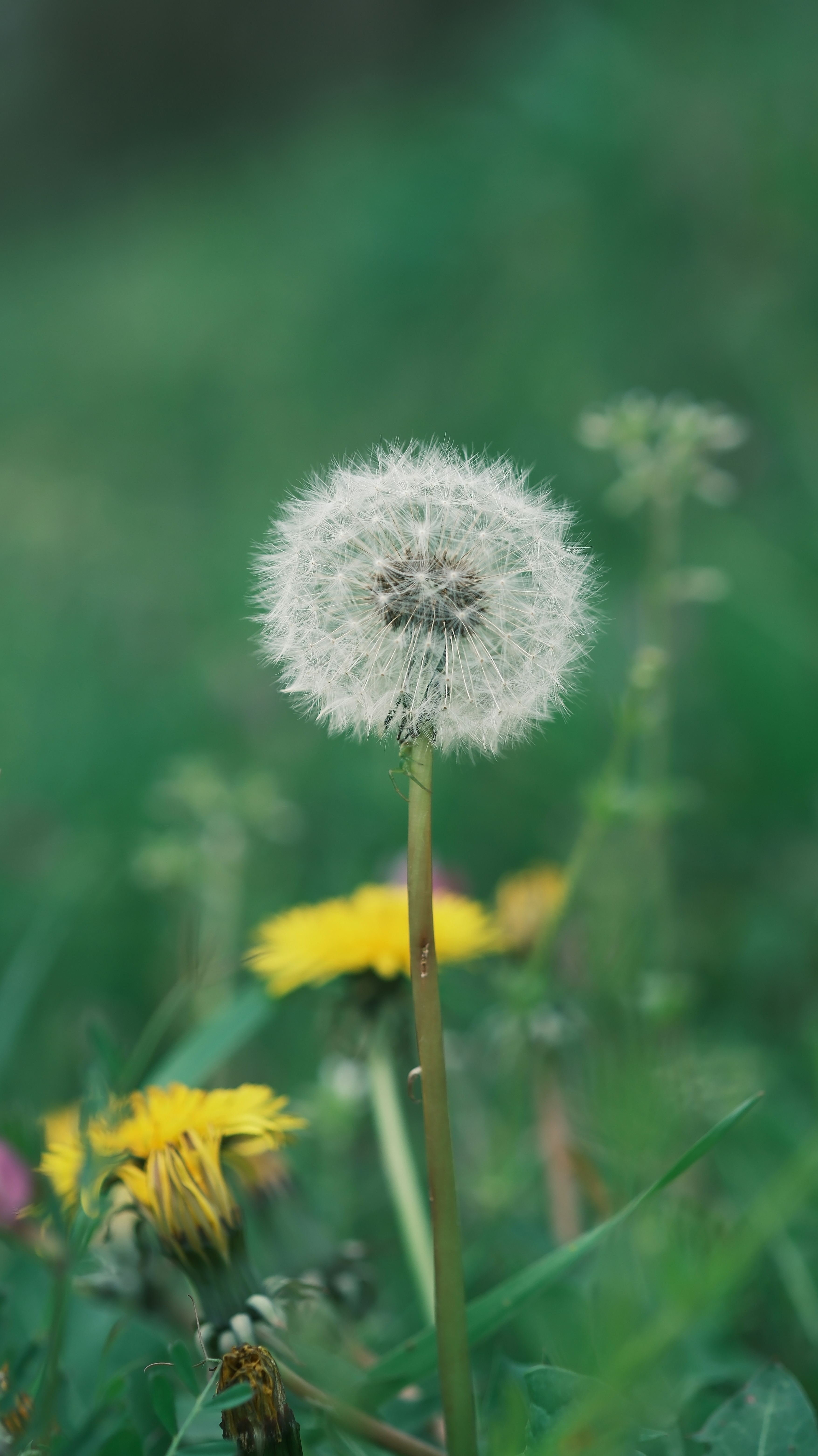Dandelion Seed Head in Green Grass
