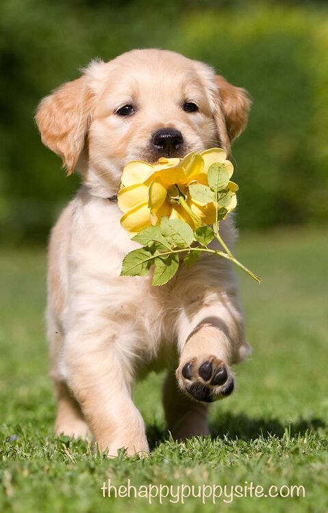 Image 70579 — Pets