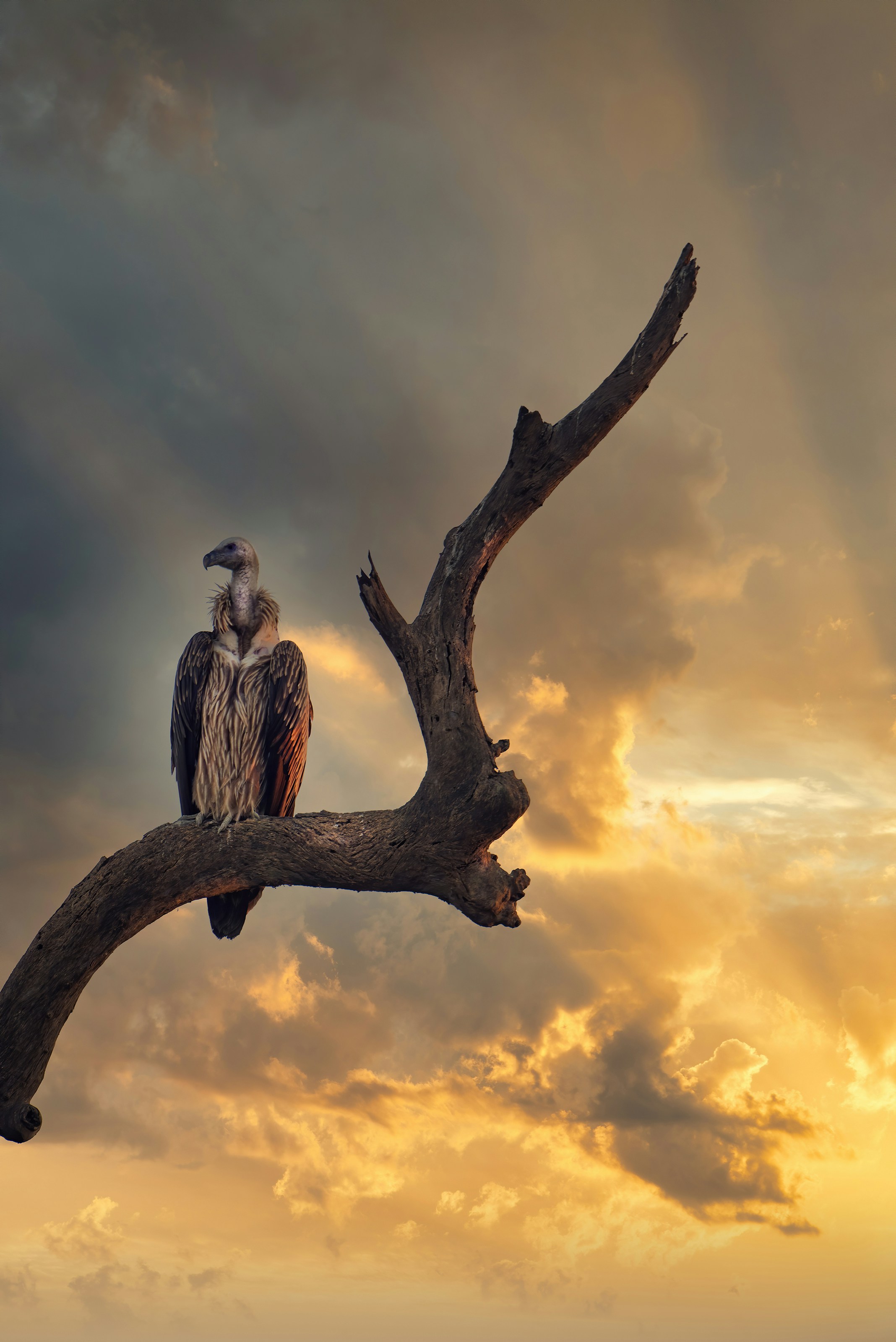 Vulture Perched on Dead Branch at Sunset