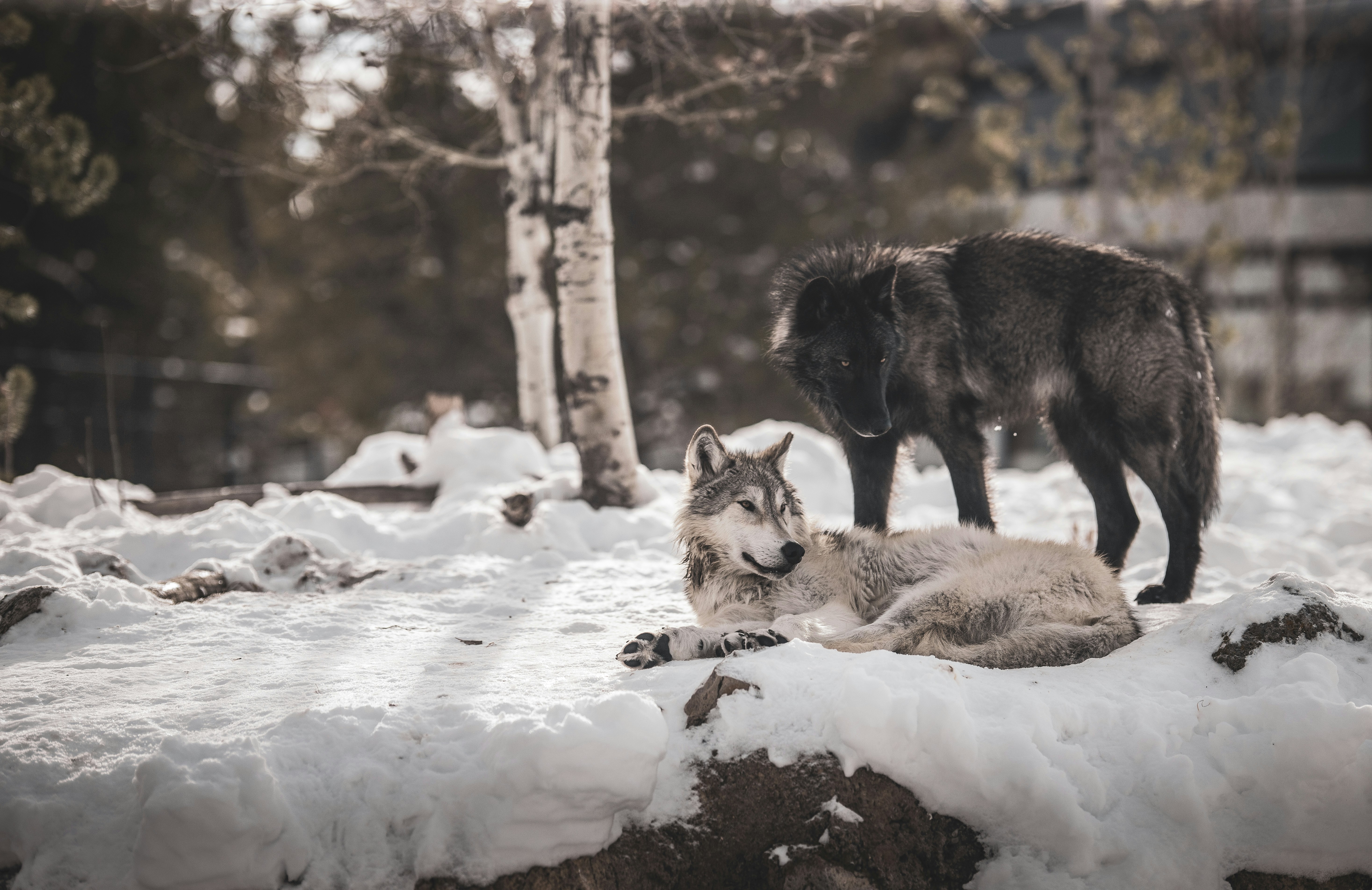 Two Wolves in Snowy Woods — Animal Encyclopedia