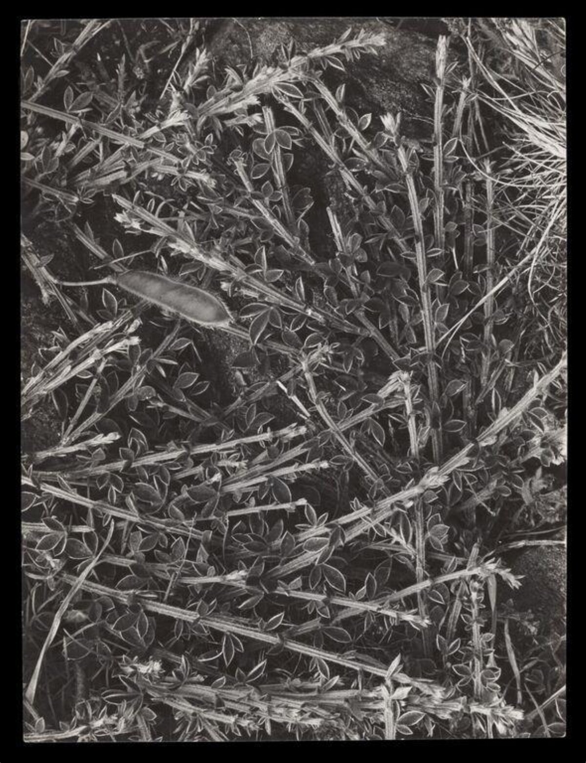 Close-up of Ground Creeping Plants