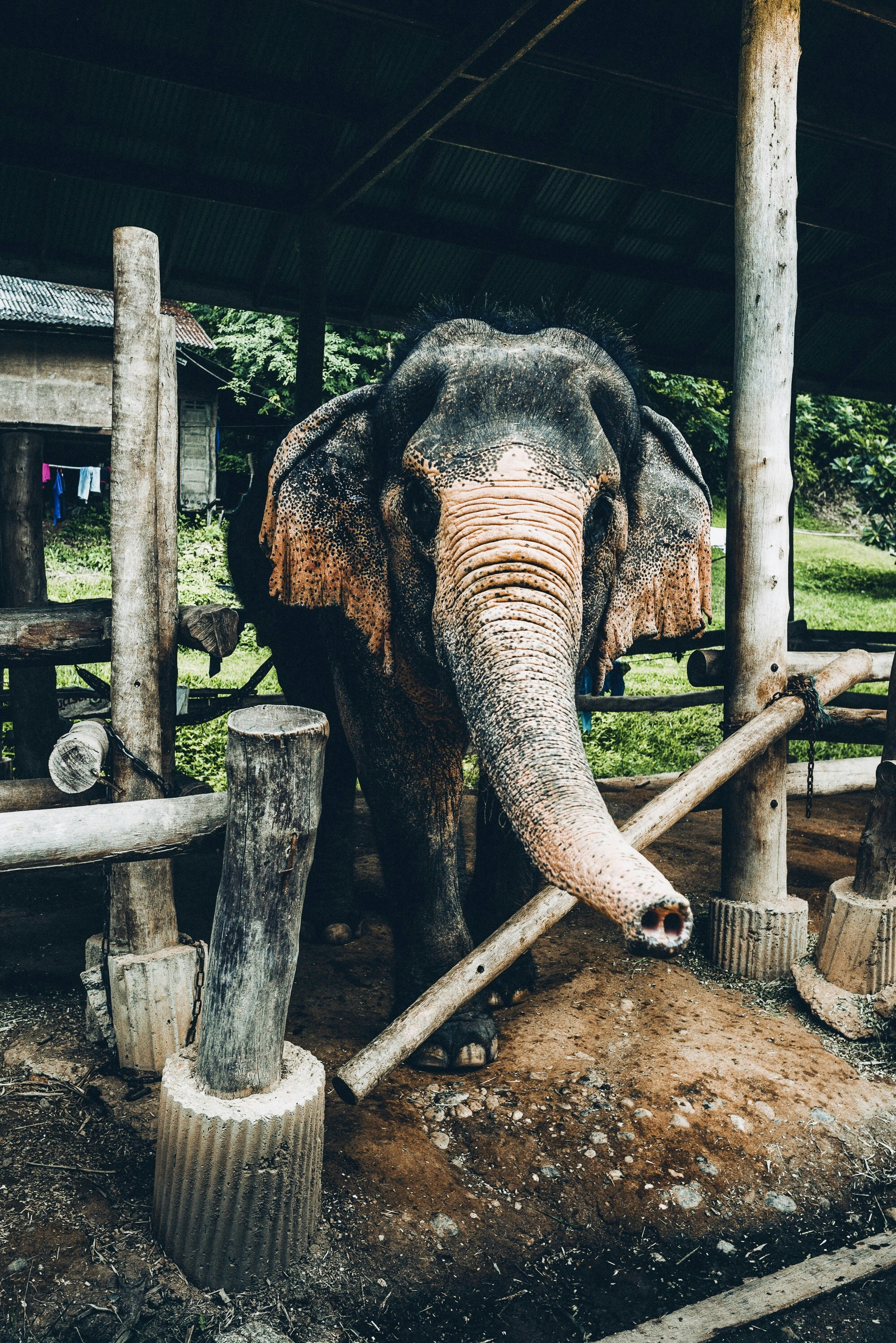 Captive Elephant Under Wooden Shelter