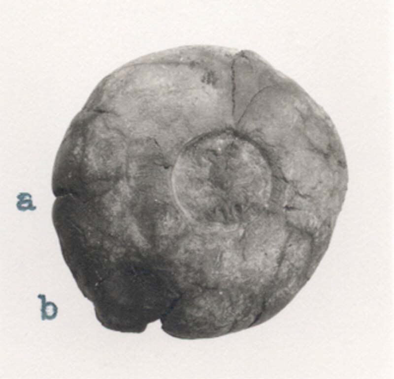 Fossilized Ammonite Specimen