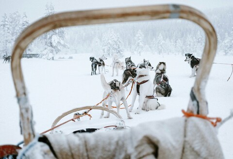 Snowy Dog Sledding Scene