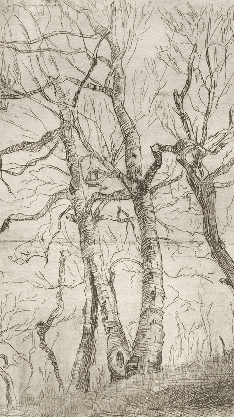 Pen Sketch of Bare Trees