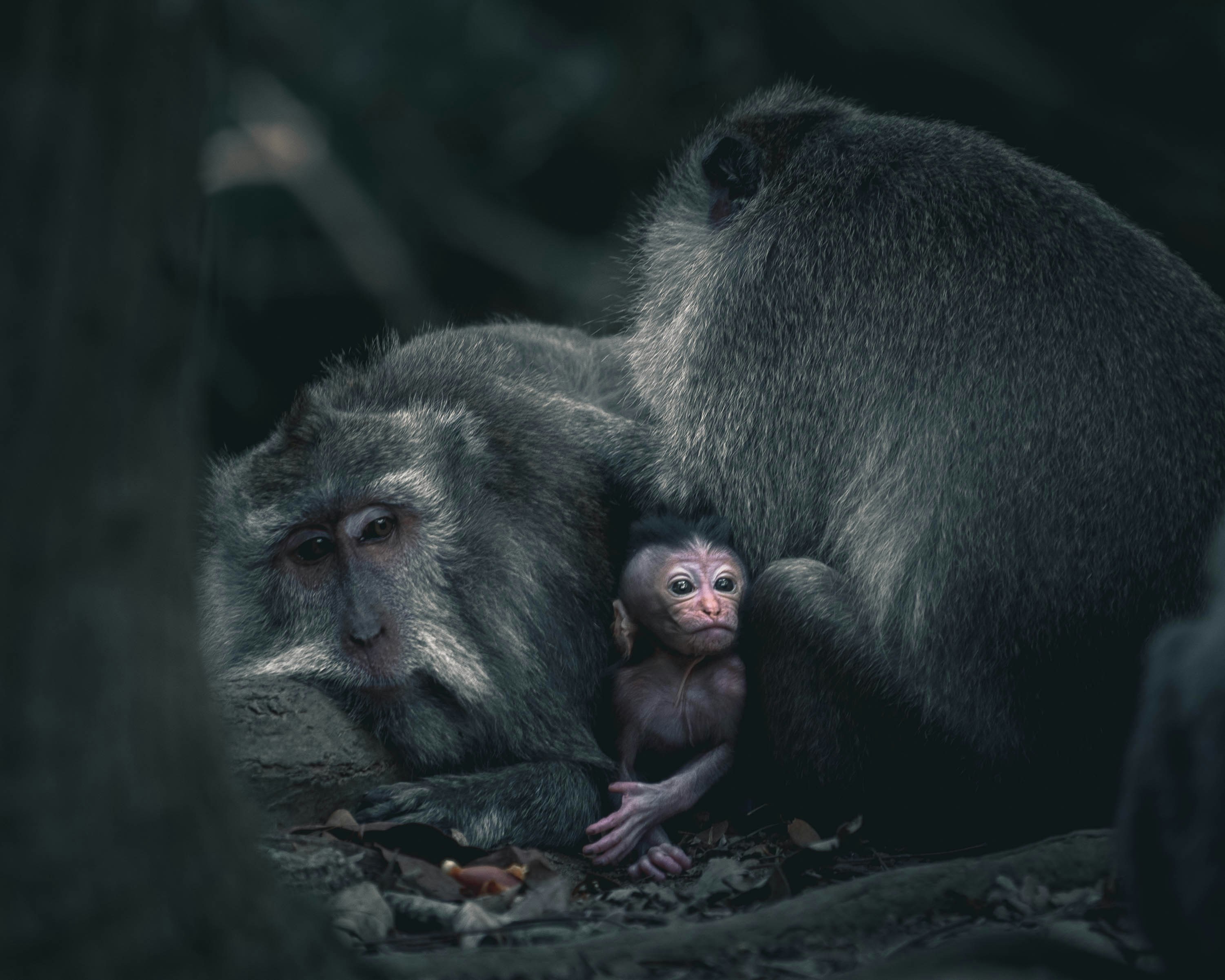 Macaque Monkey Family Resting