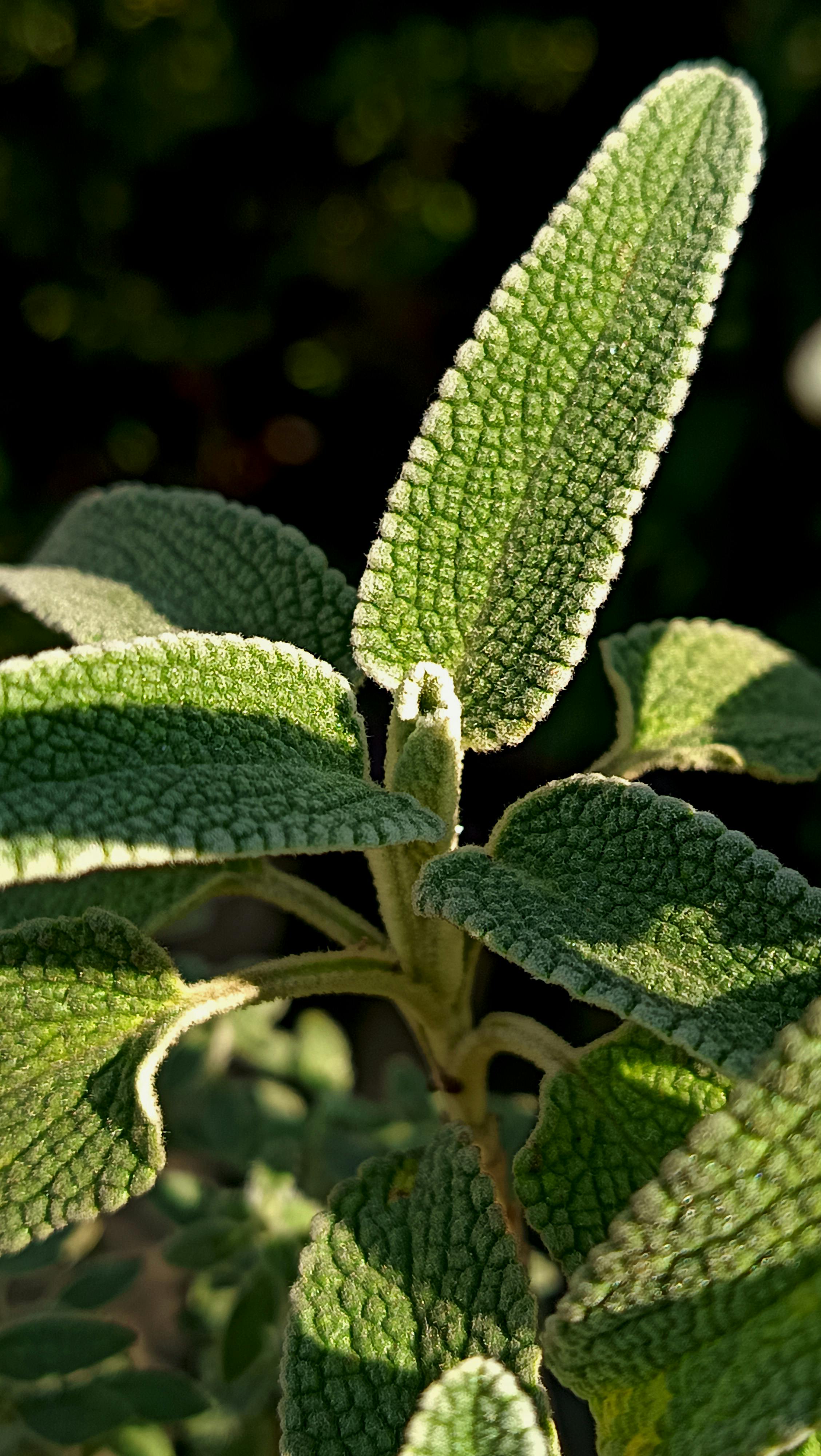 Sunlit Textured Sage Leaves
