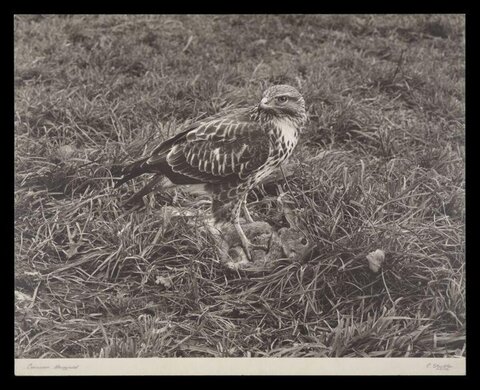 Common Buzzard with Caught Prey