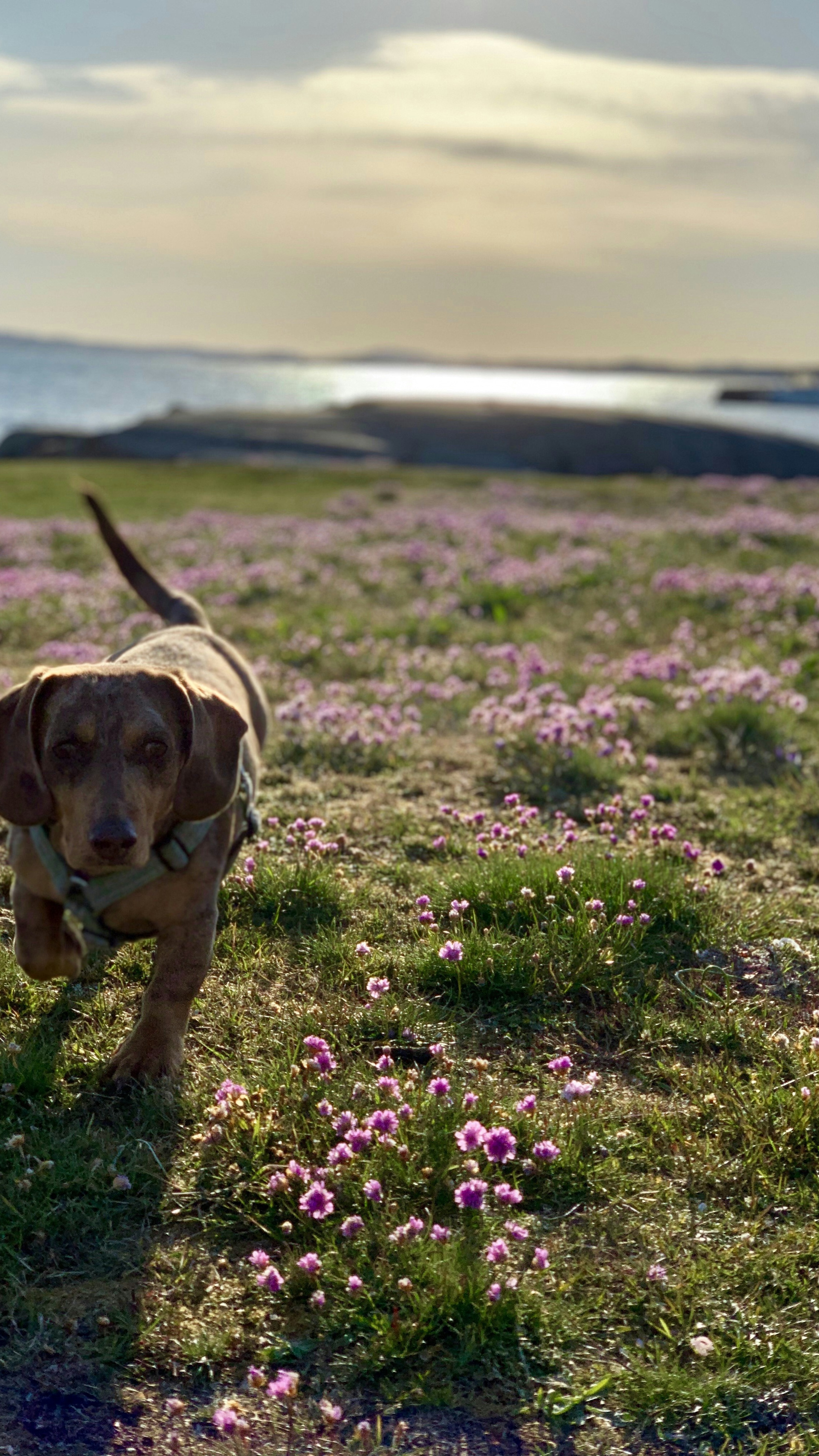 Dachshund Walking in Coastal Flower Field