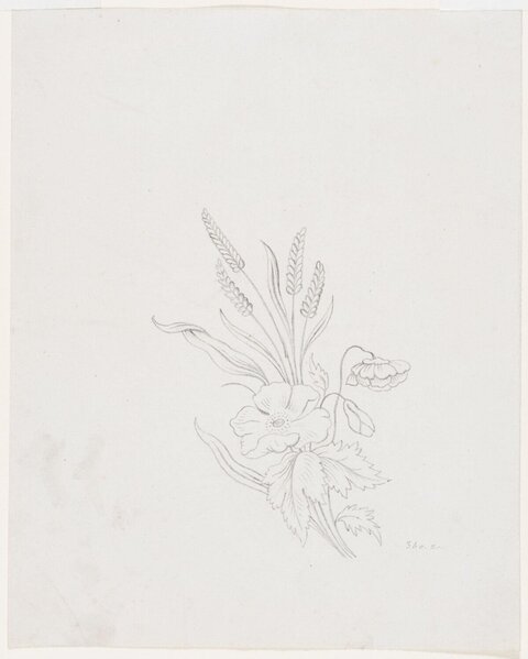 Pencil Sketch of Flower and Wheat