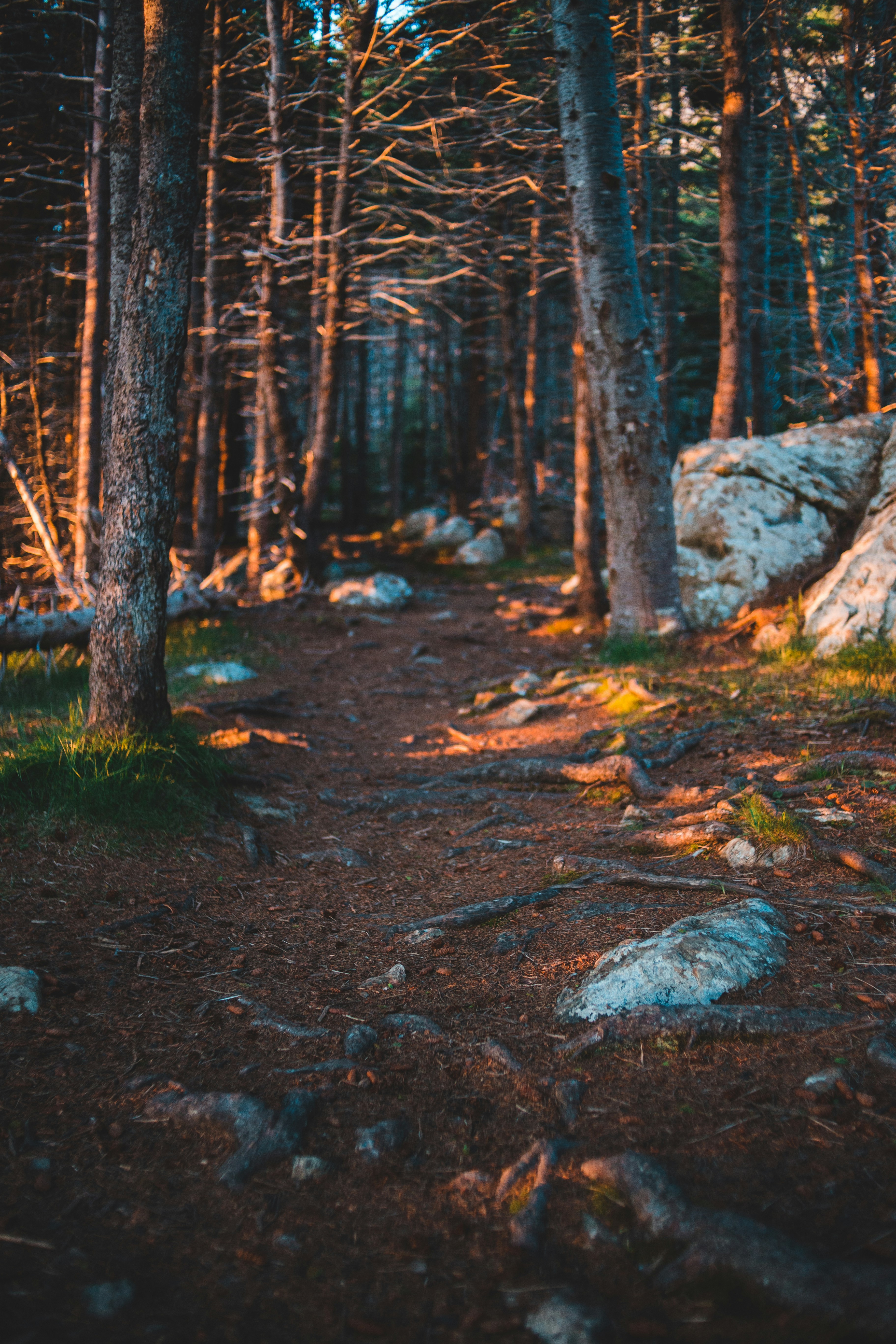 Sunlit Forest Hiking Trail