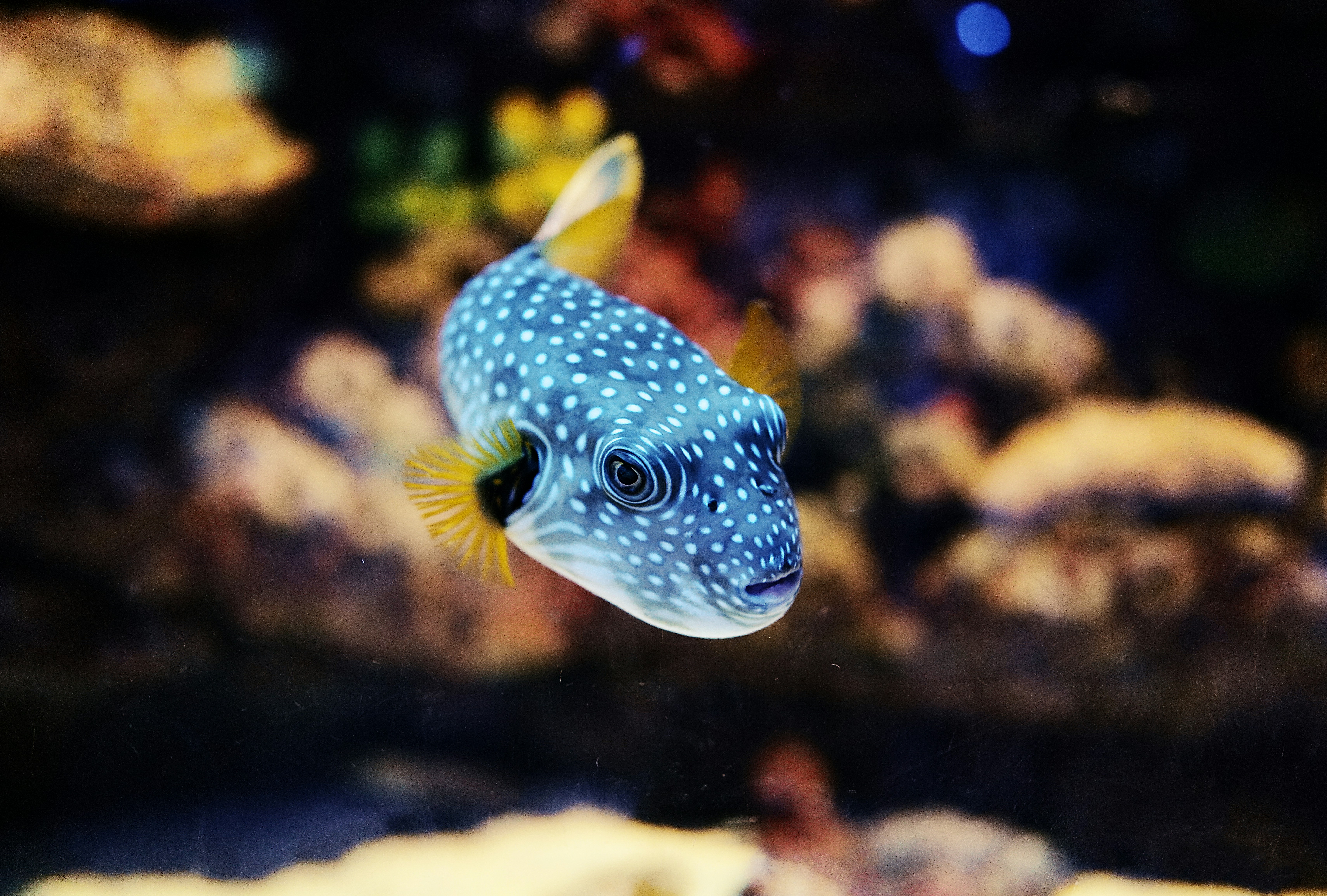Blue Spotted Puffer Fish