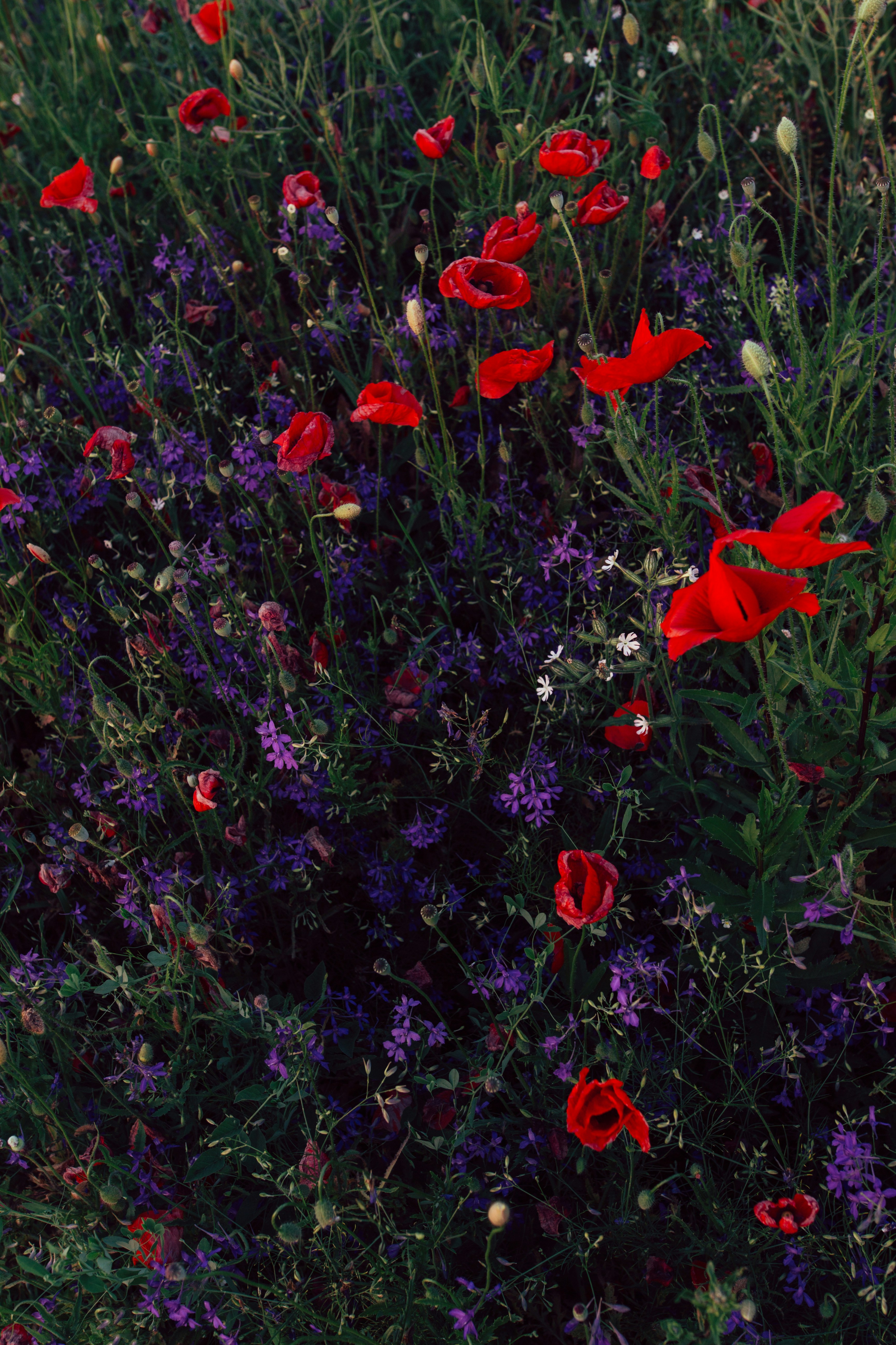 Wild Red Poppy Meadow