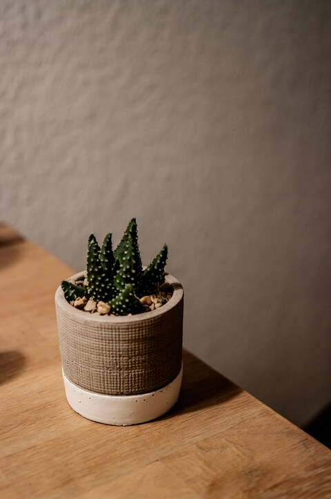 Potted Small Succulent on Wooden Table