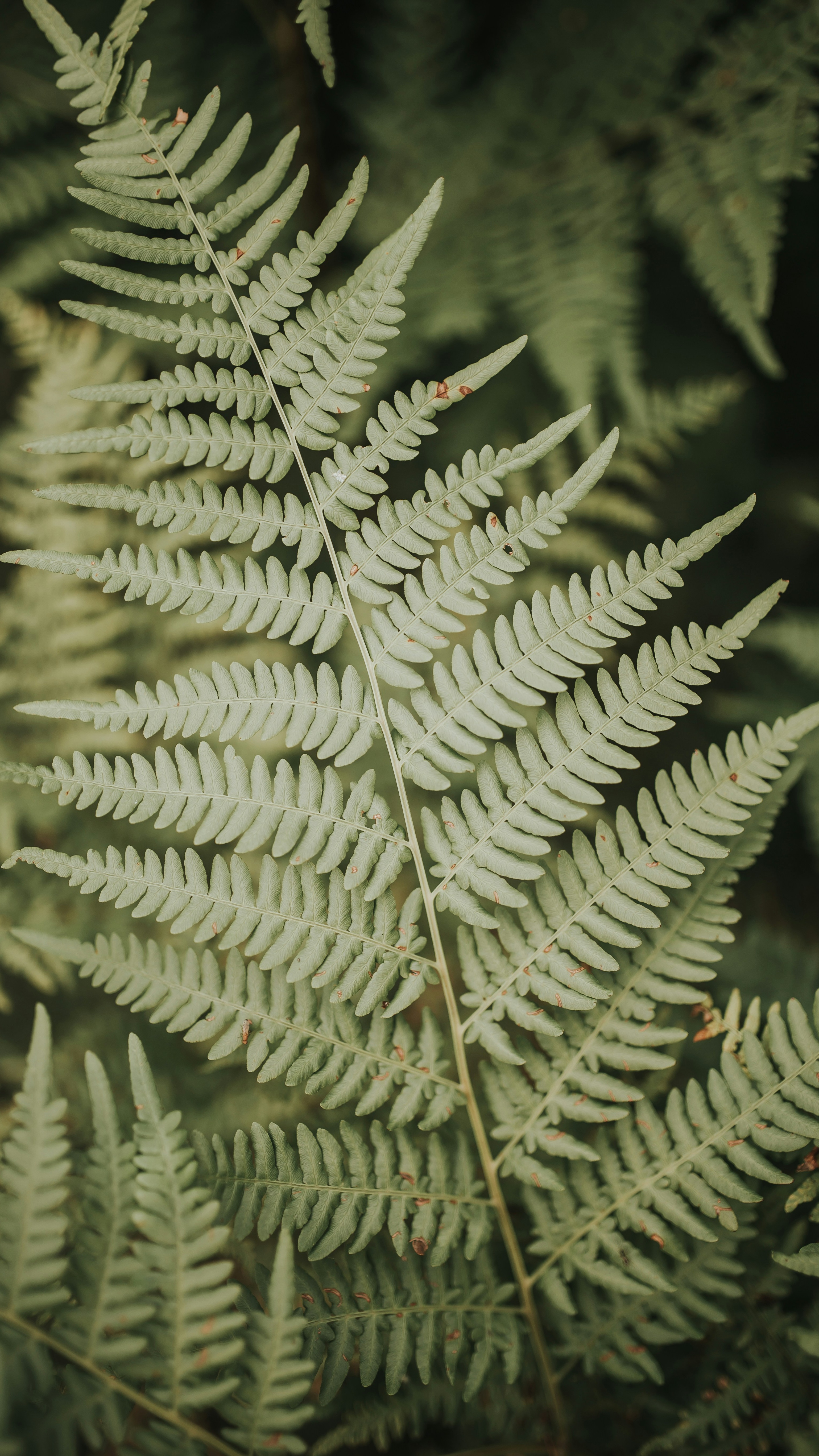 Close Up of a Fern Frond