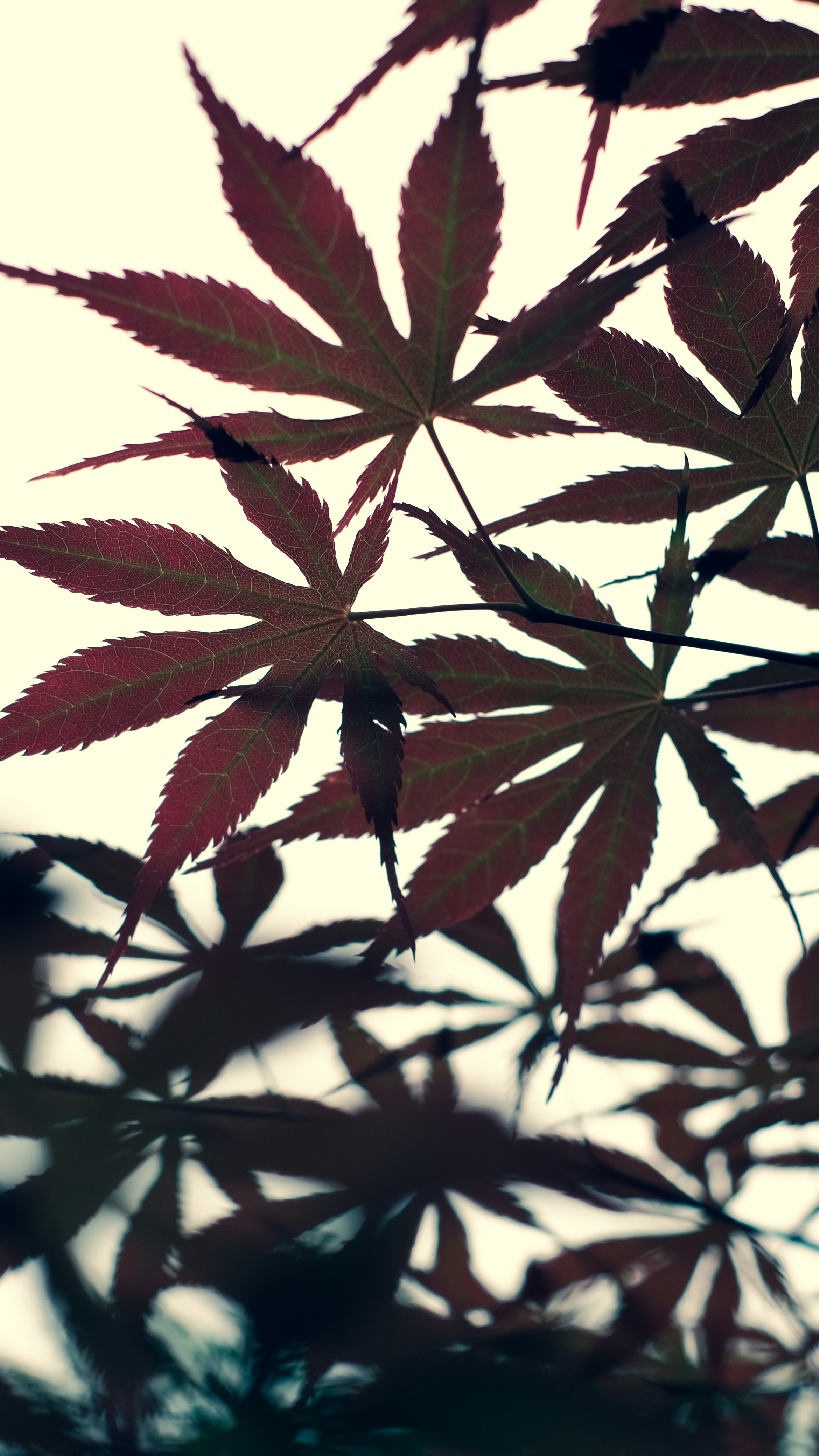 Red Japanese Maple Leaves