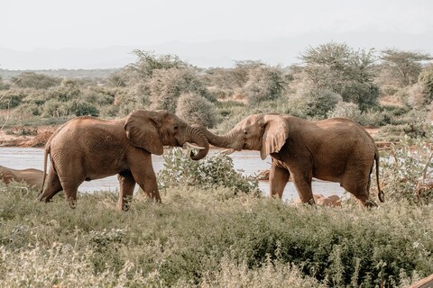Two Elephants Interacting by Savanna River