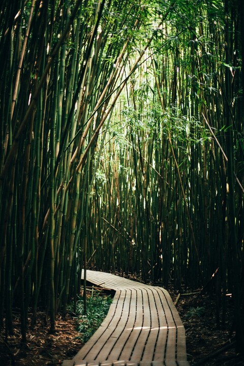 Wooden Path Through Bamboo Forest