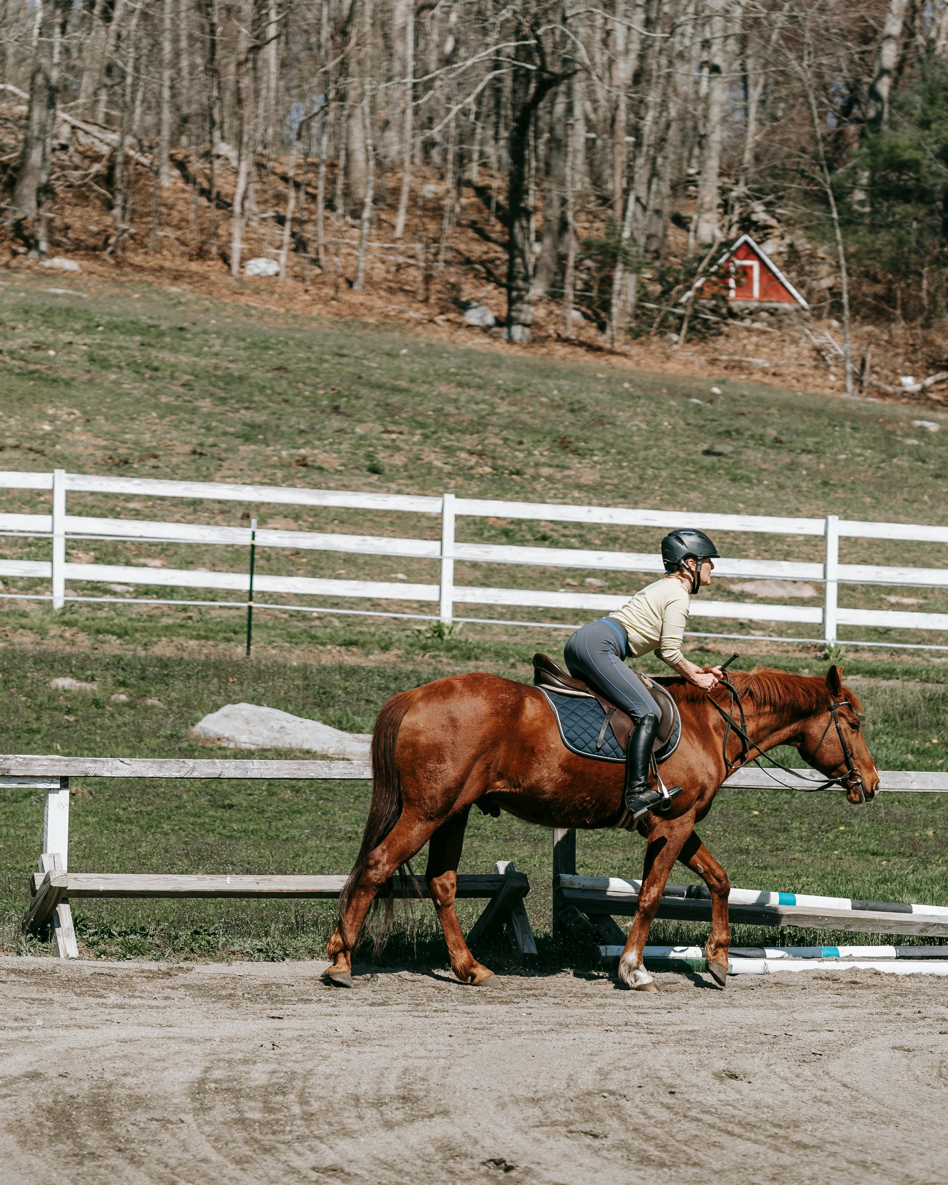 Equestrian Rider Training Horse