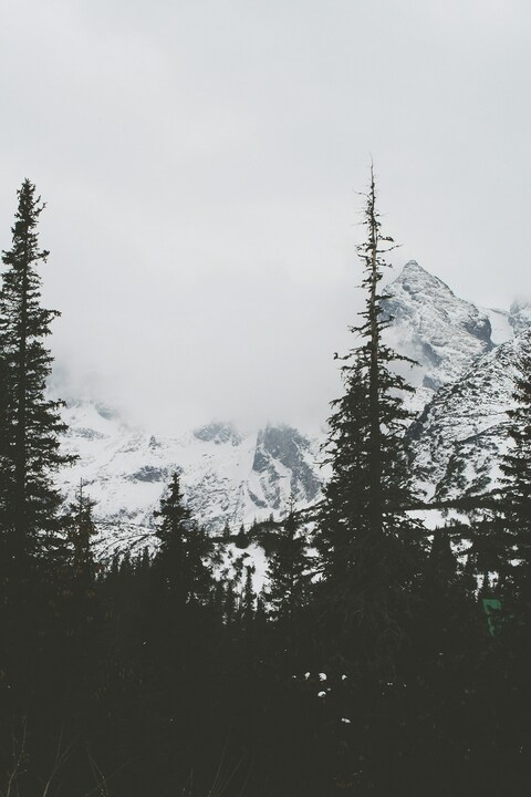Foggy Winter Snow Mountain Forest