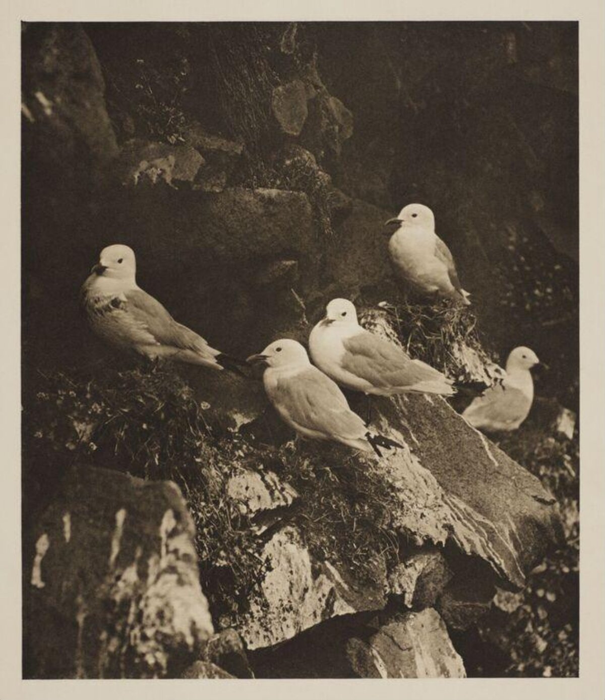 Seagulls Perched on Rocky Cliff