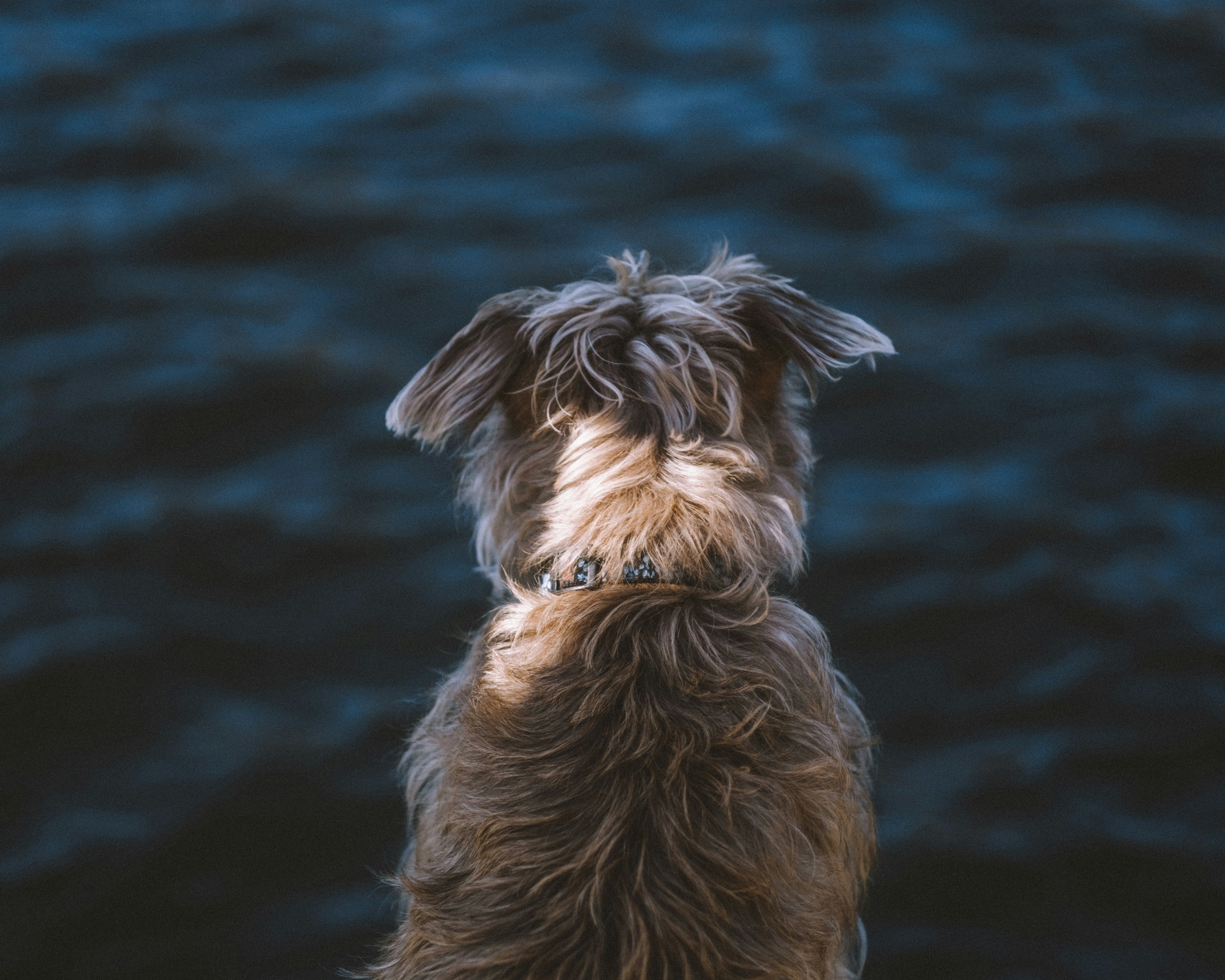 Shaggy Dog Looking Out At Water