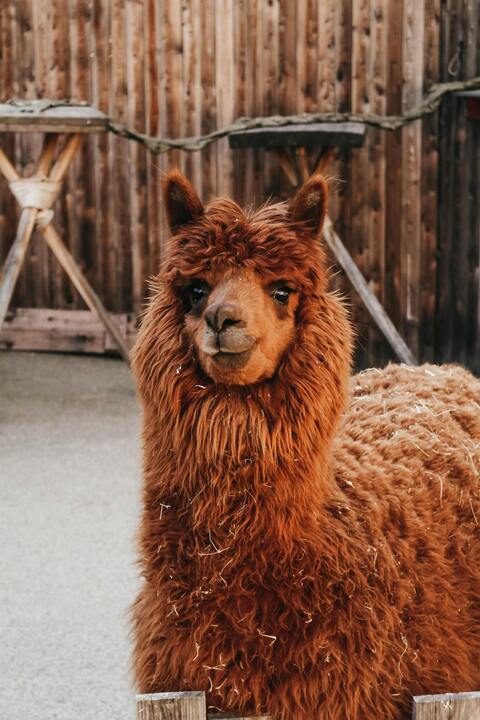 Fluffy Brown Alpaca Close Up