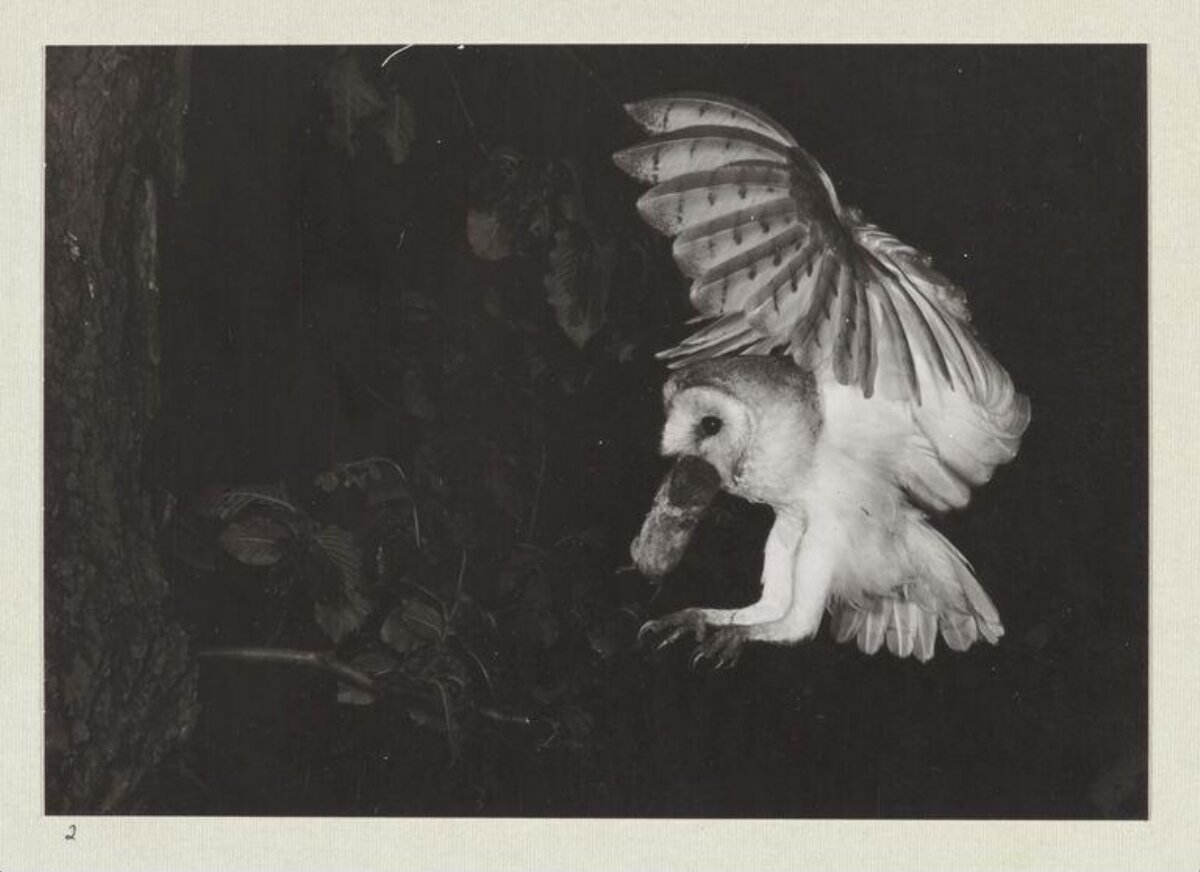 Barn Owl Carrying Prey in Flight