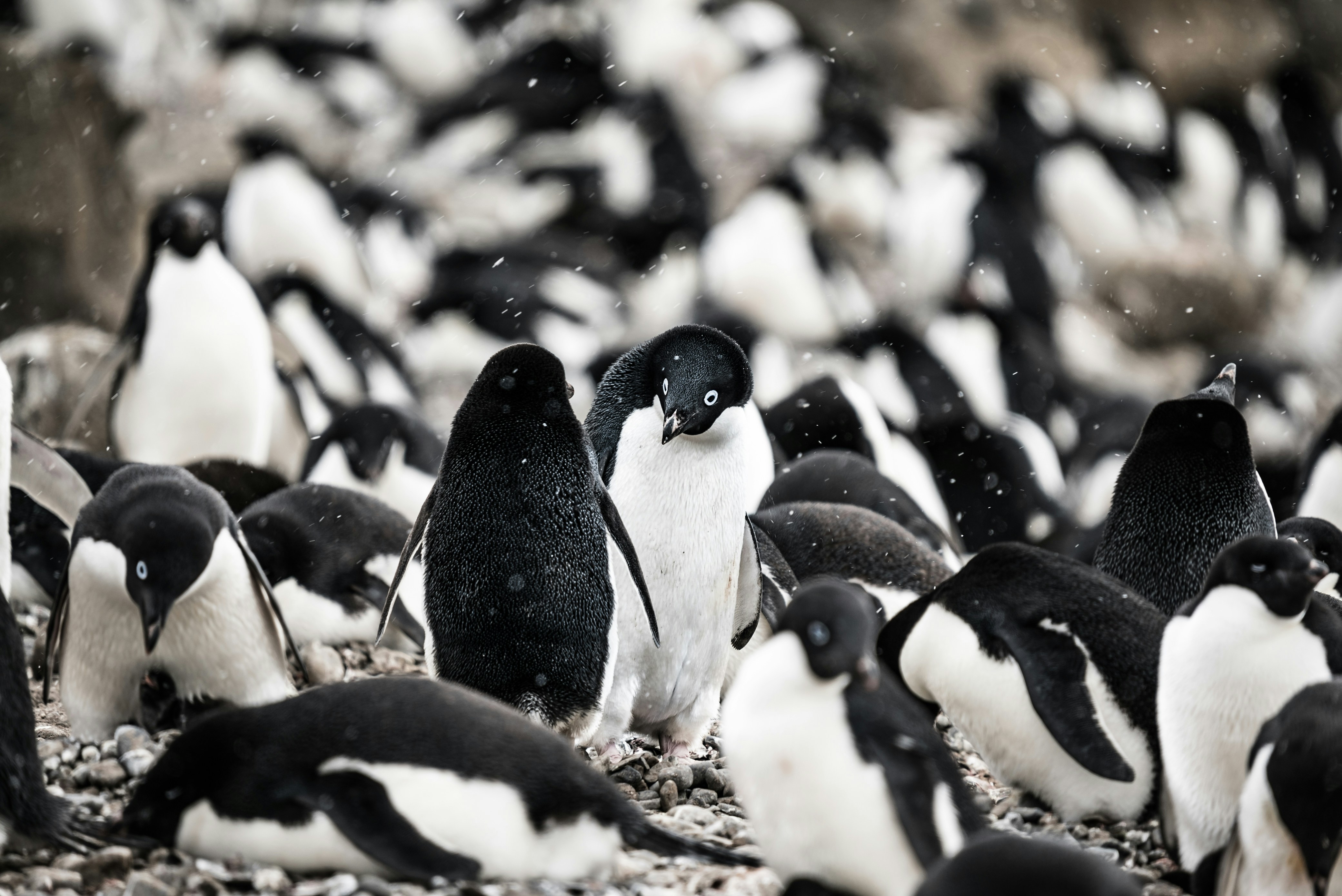 Penguin Colony in Light Snowfall