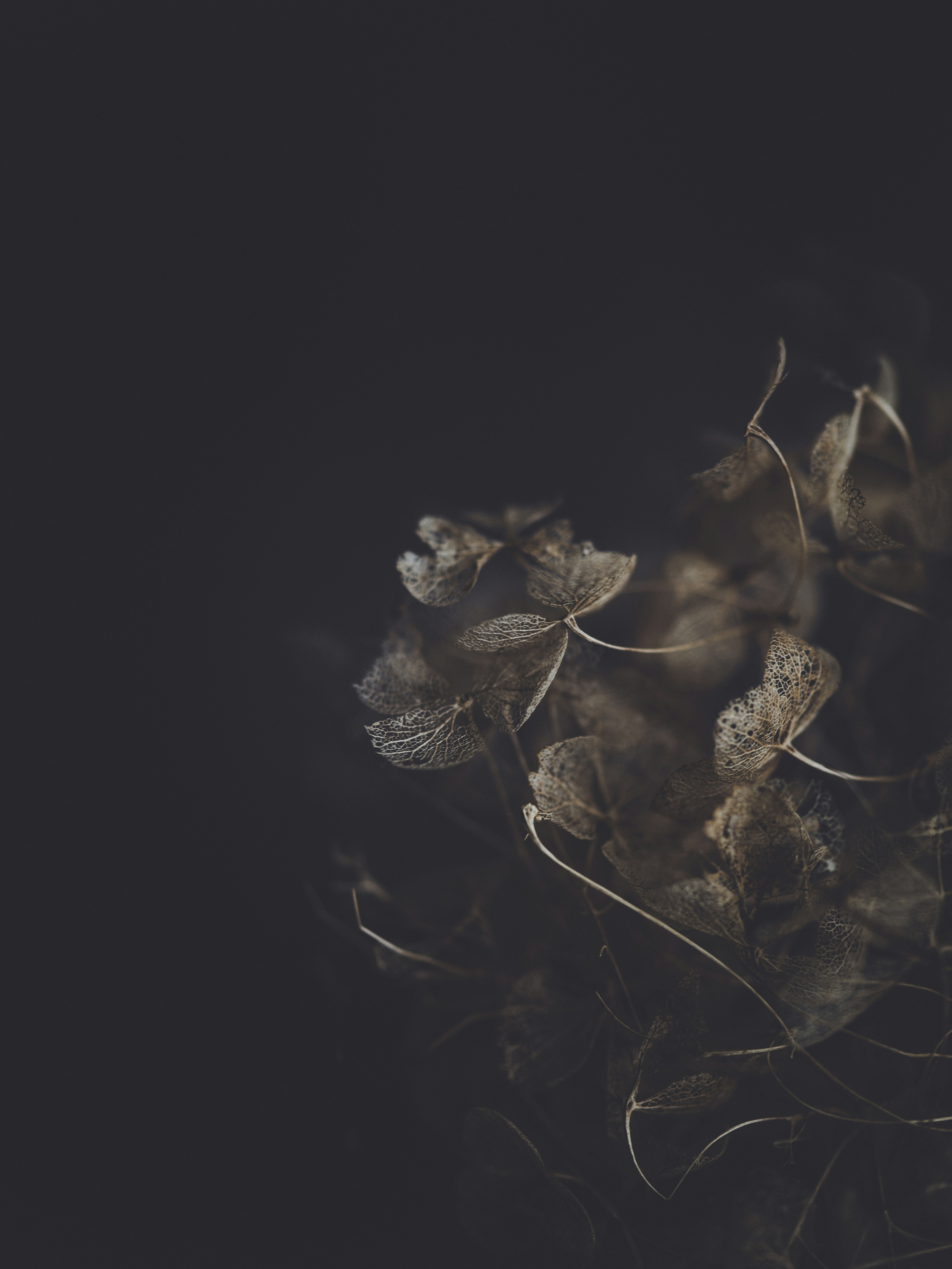 Dried Hydrangea Skeletons on Dark Background