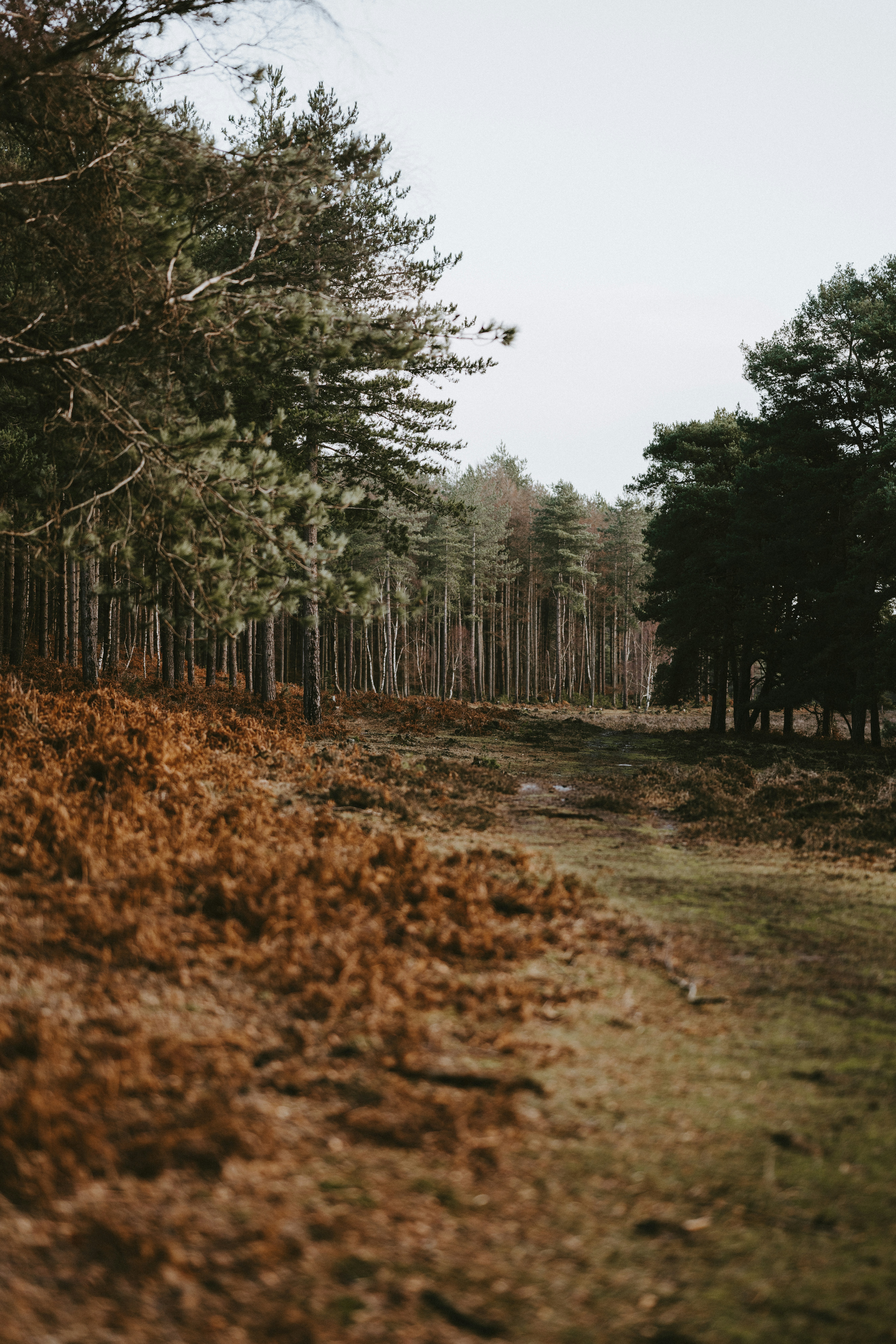 Autumn Forest Trail