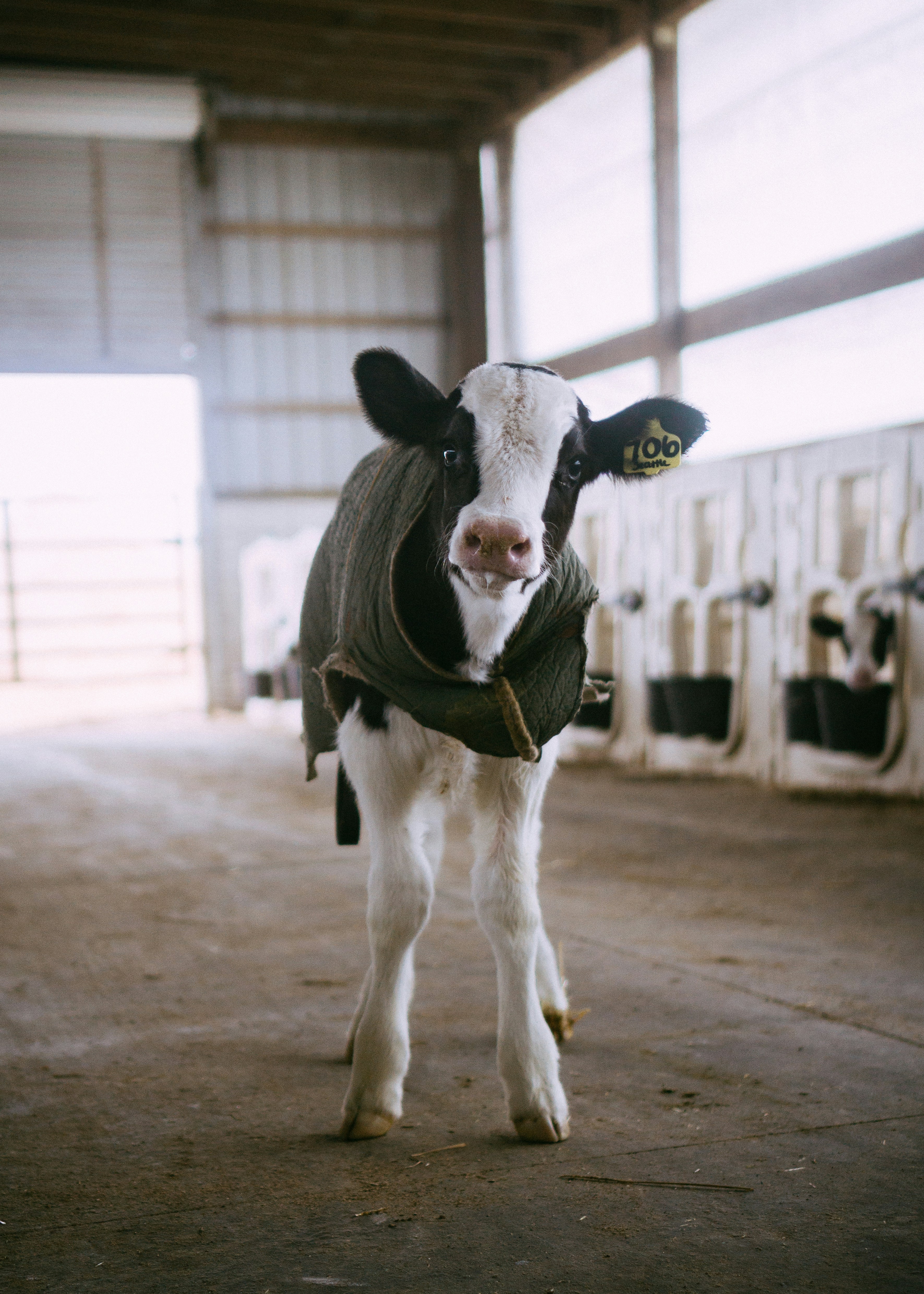 Young calf in a cowshed