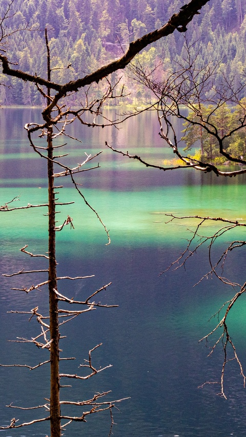 Turquoise Lake Framed by Bare Branches