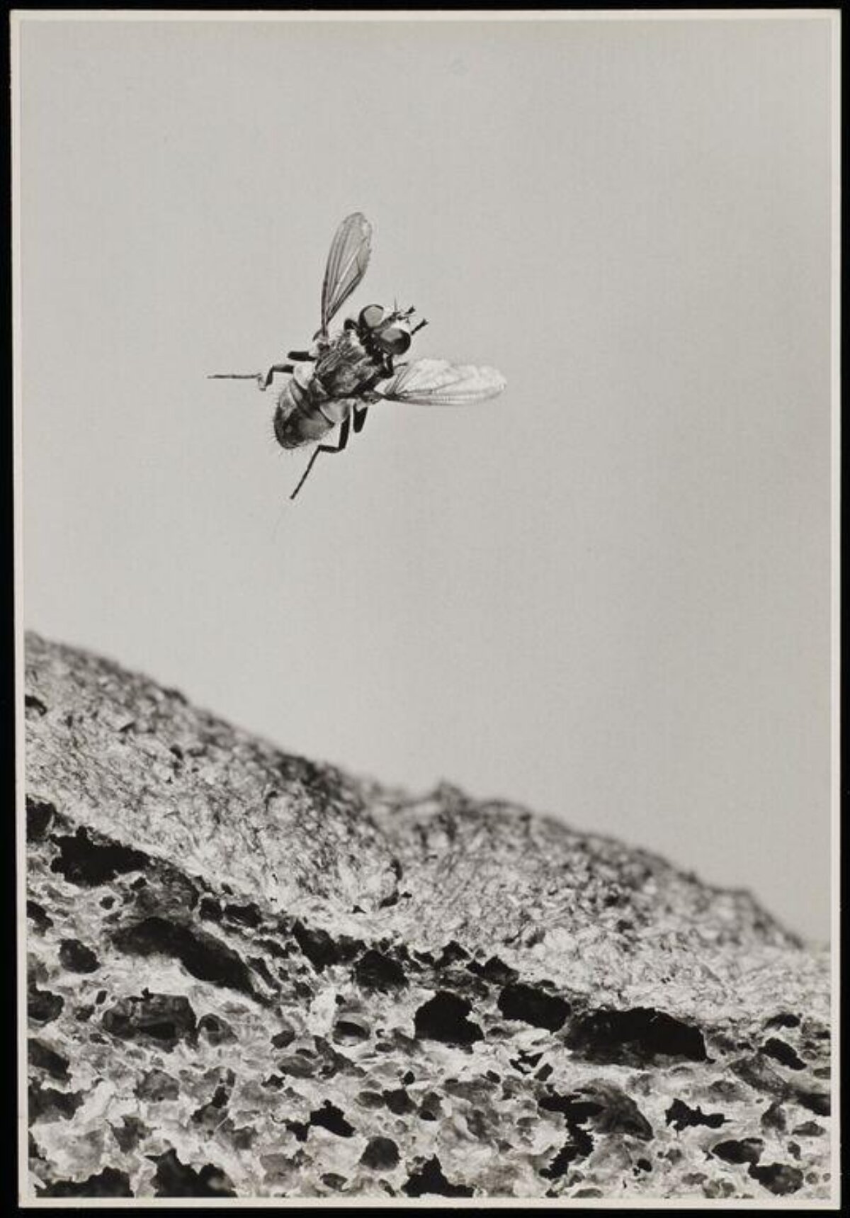 Hovering Fly Above Tree Bark