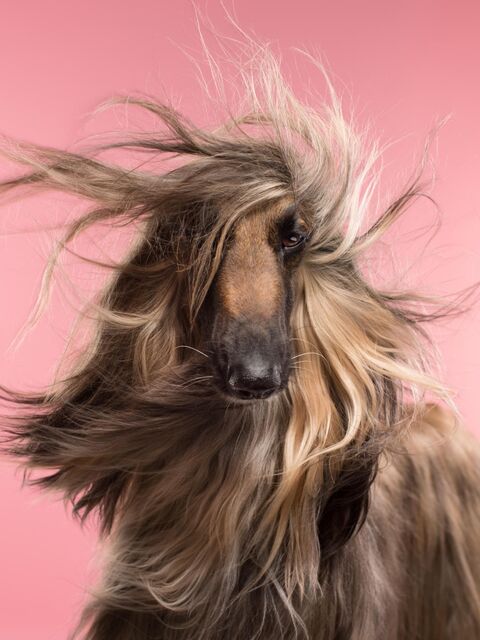 Windblown Afghan Hound Portrait