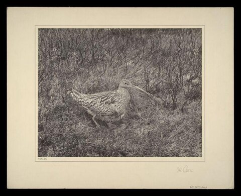 Curlew Hiding in Dry Grasses