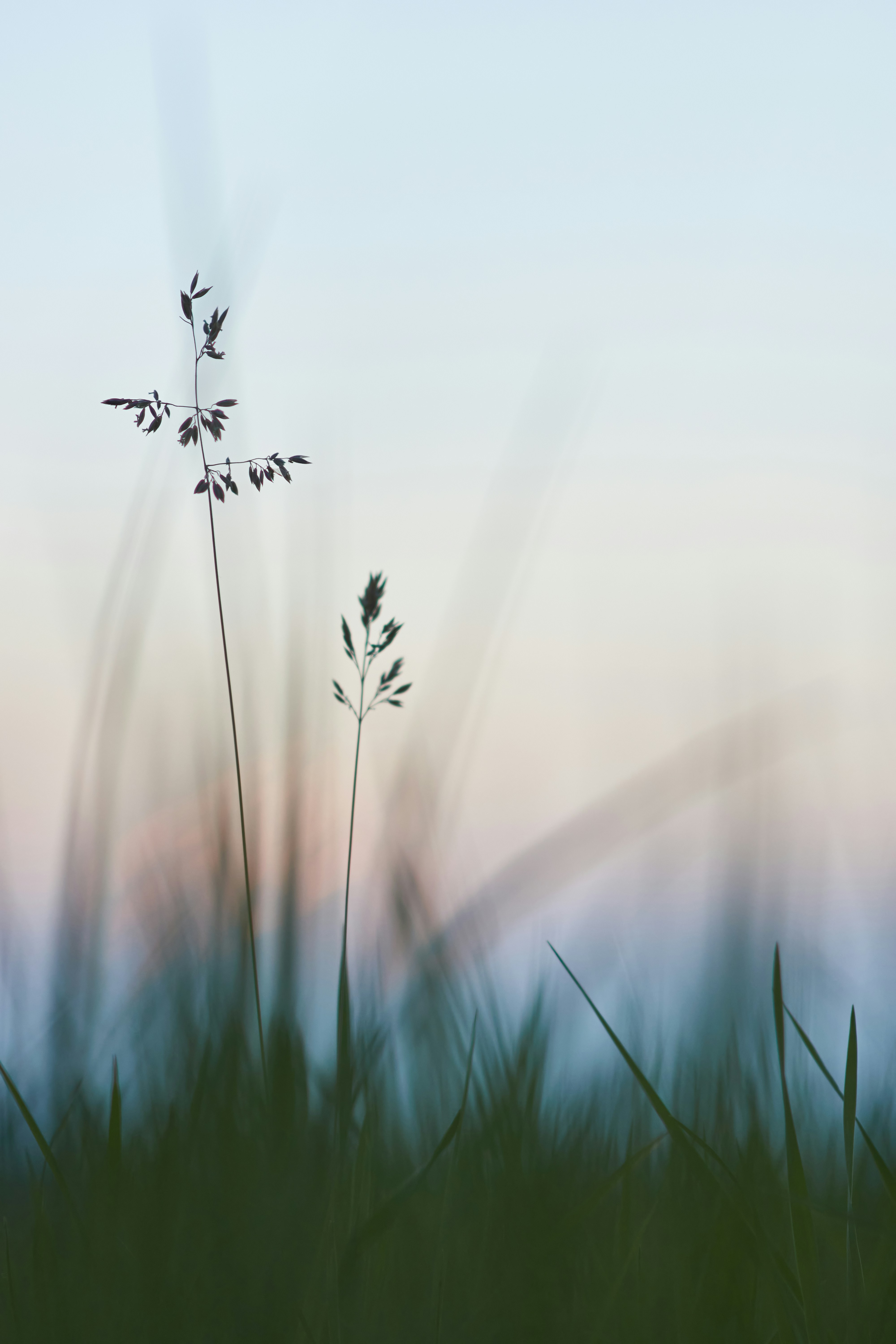 Wild Grass Silhouettes at Dusk