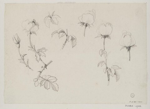 Pencil Sketch Studies of Roses