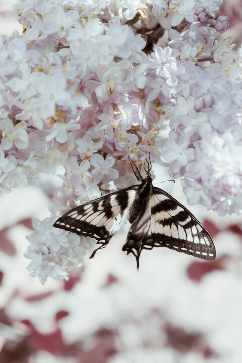Butterfly on Pale Lilac Flowers