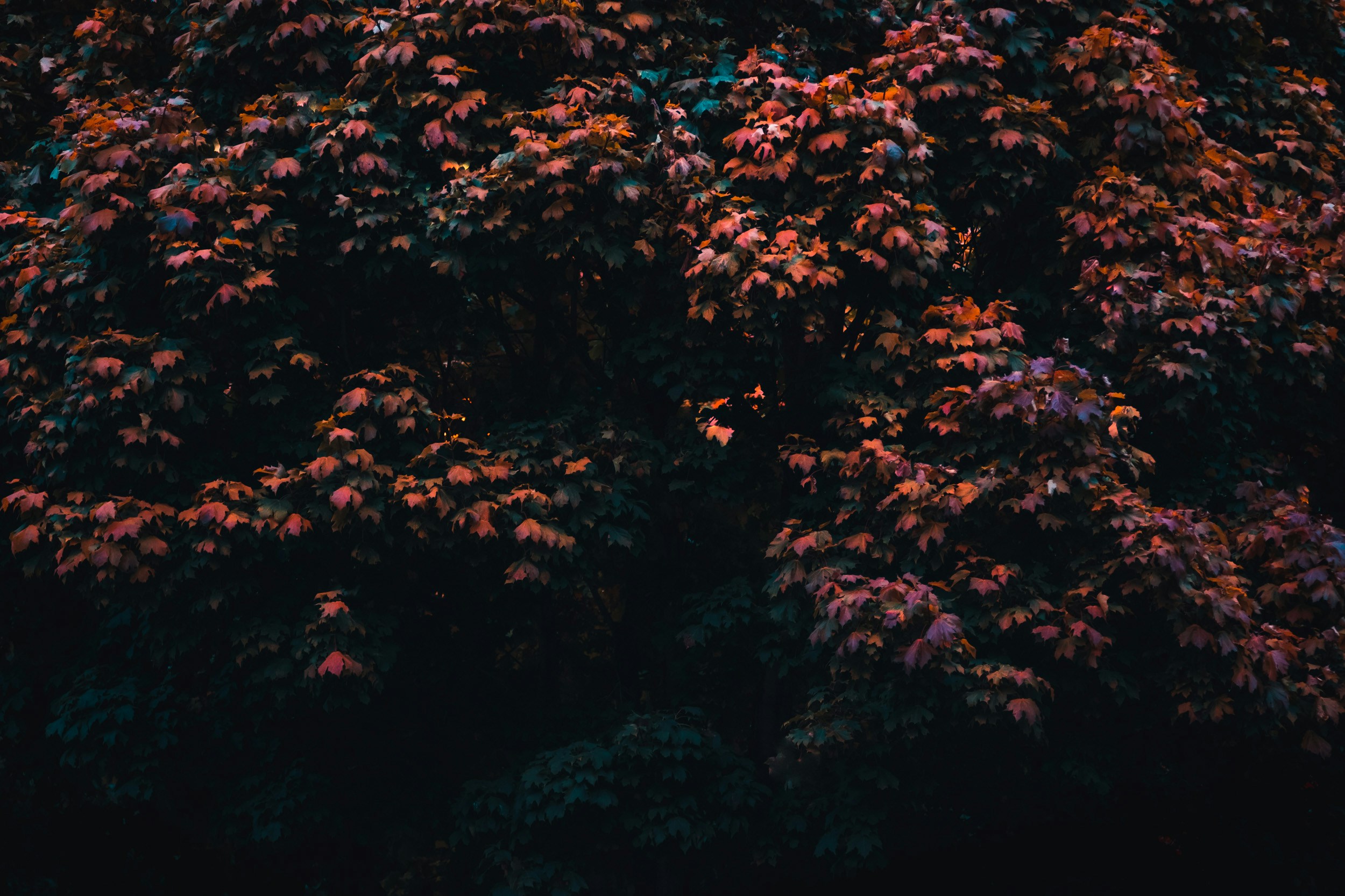 Sunlit Autumn Maple Leaves