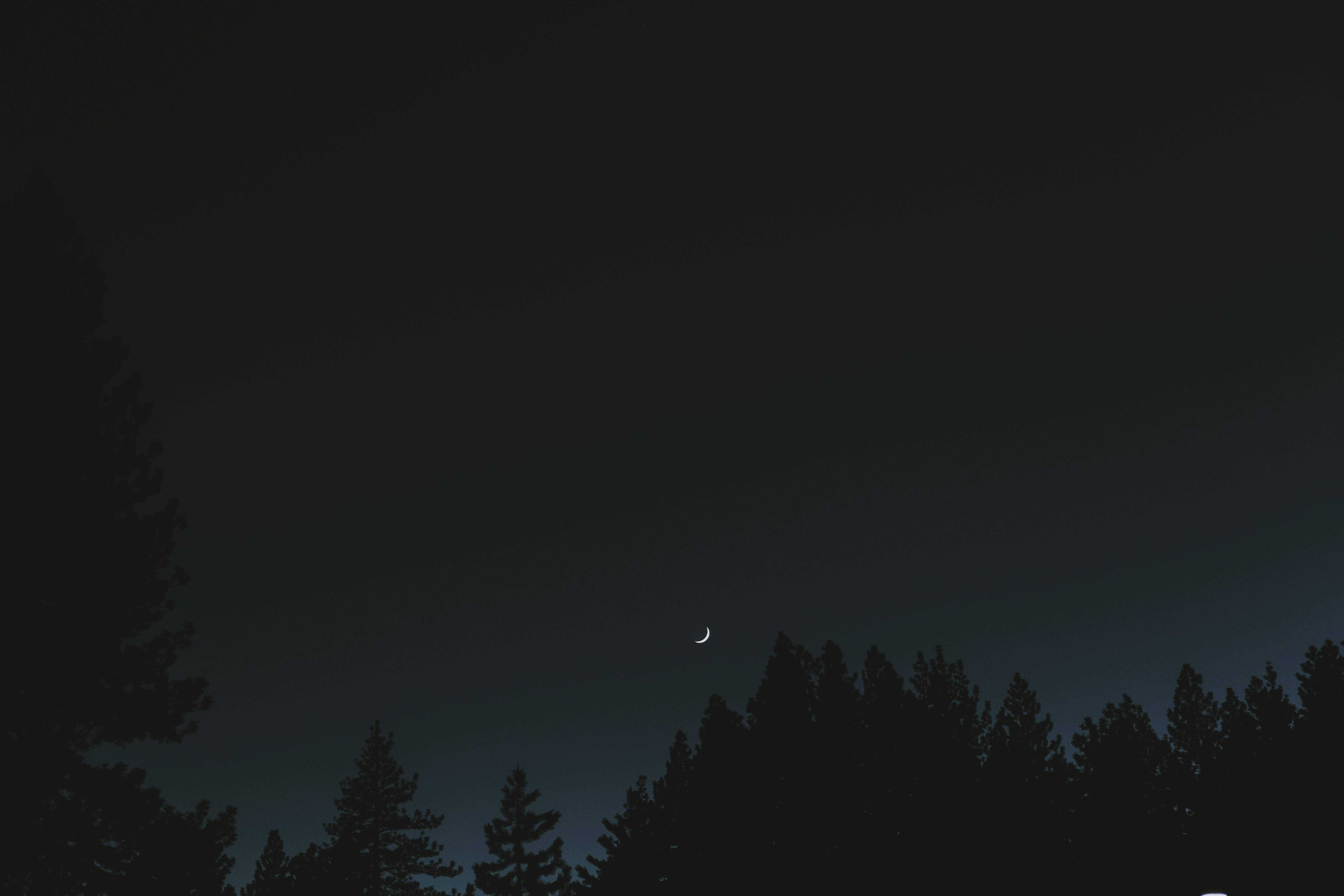 Crescent Moon Over Night Forest