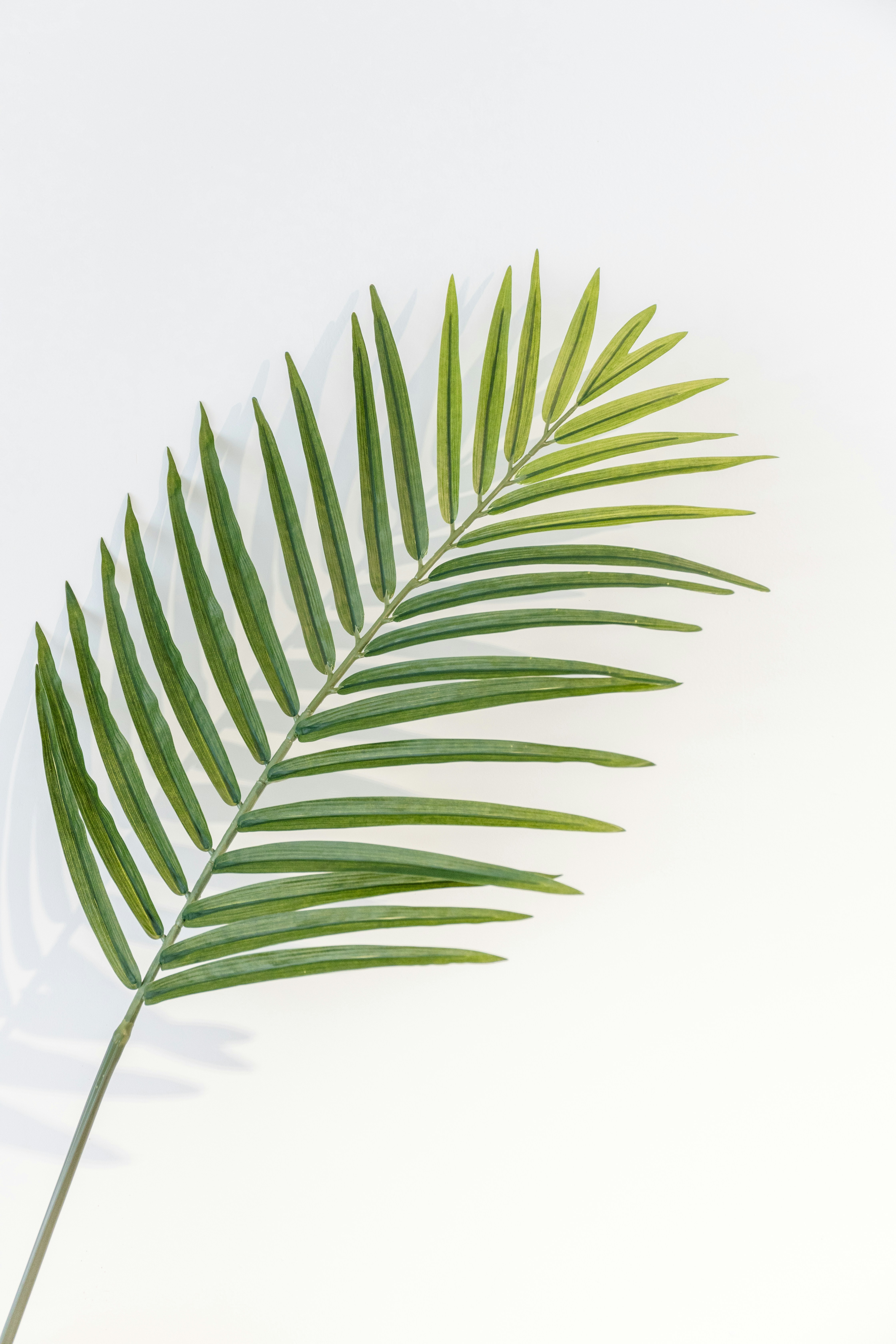 Single Palm Leaf on White Background