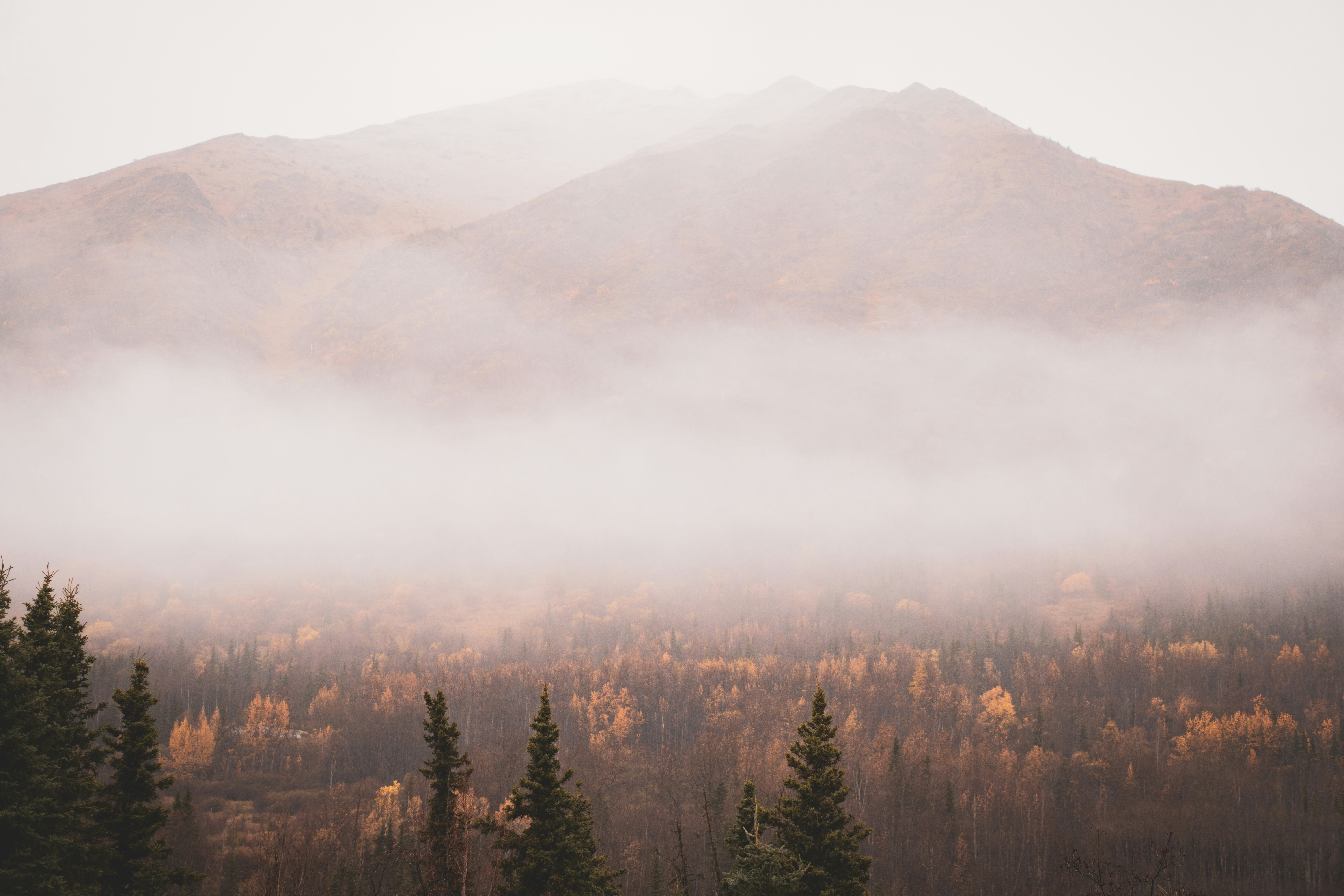 Misty Autumn Mountain Forest