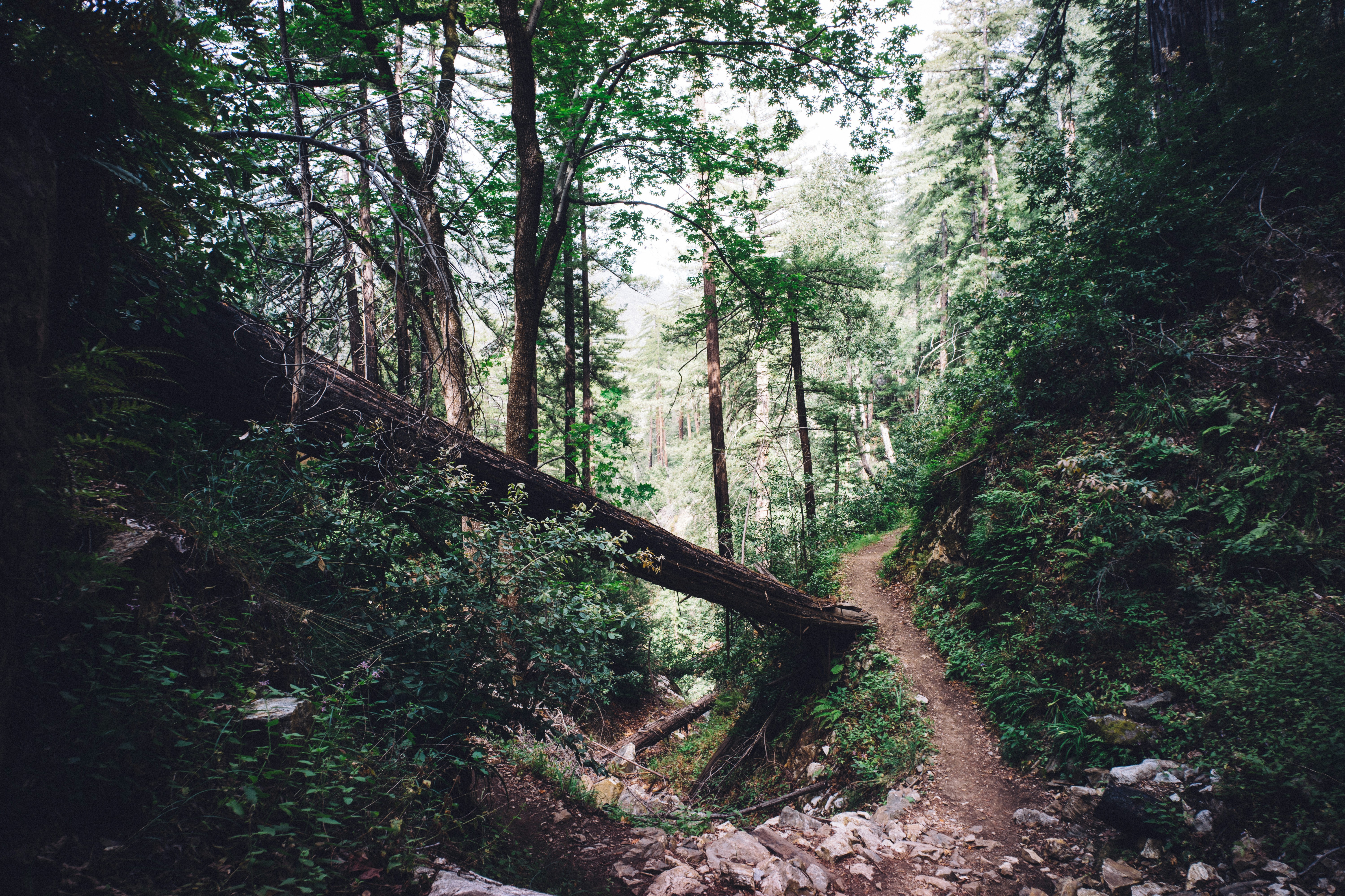 Forest Hiking Trail