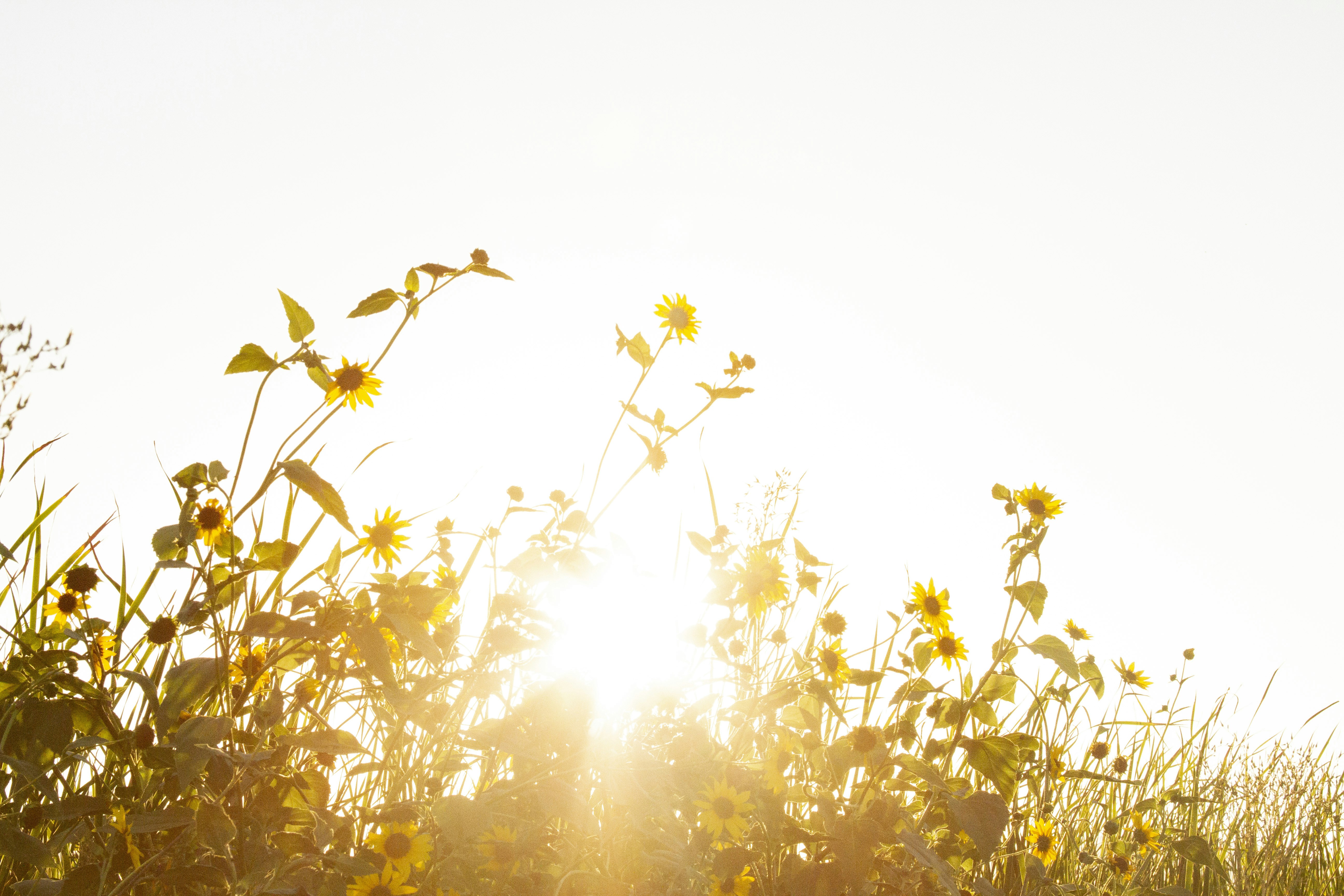 Wild Sunflowers Backlit by Sun