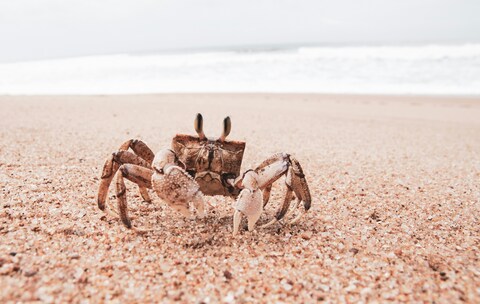 Crab on Sandy Beach